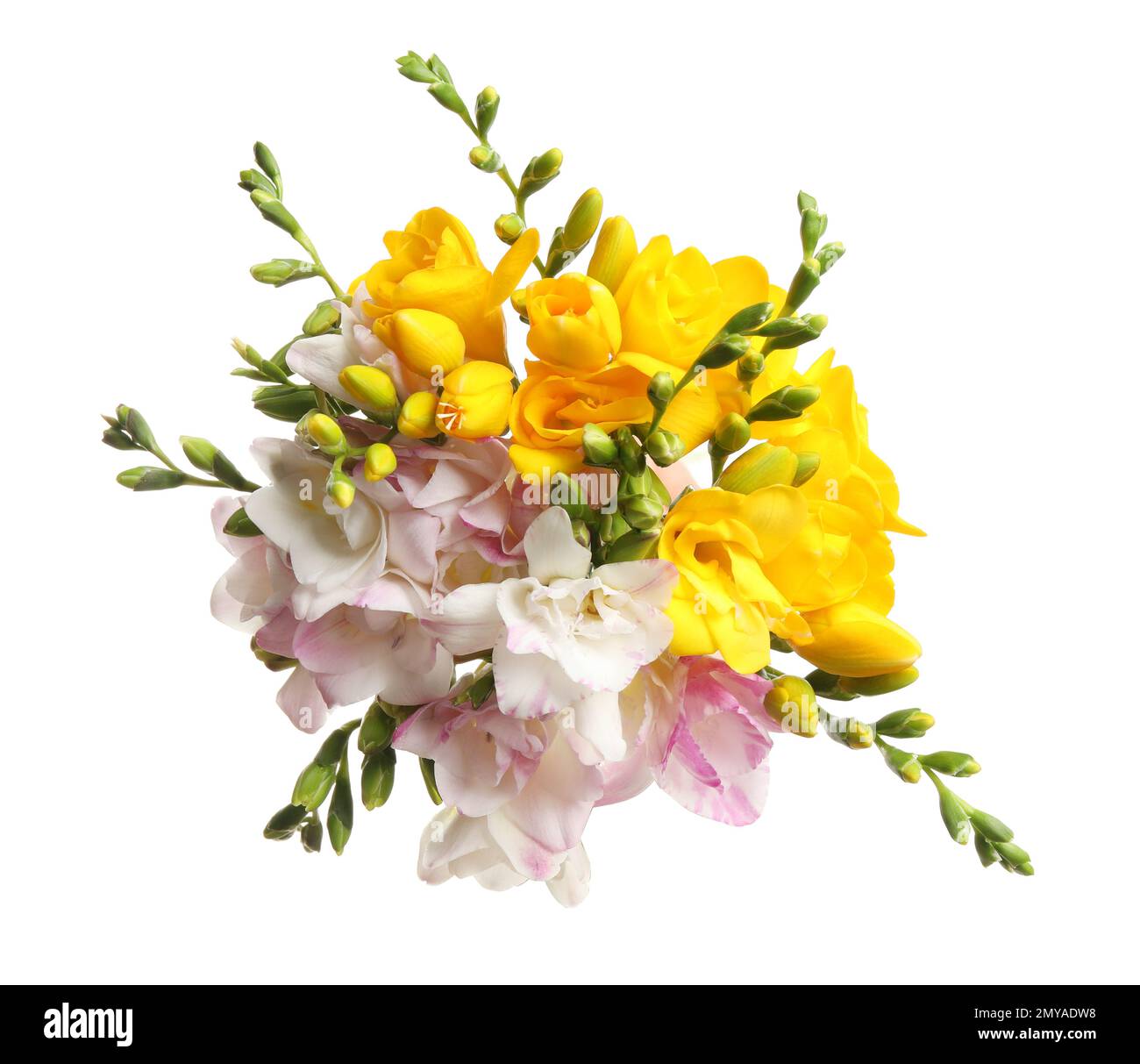 Bouquet de hermosas flores fresia sobre fondo blanco Fotografía de stock -  Alamy