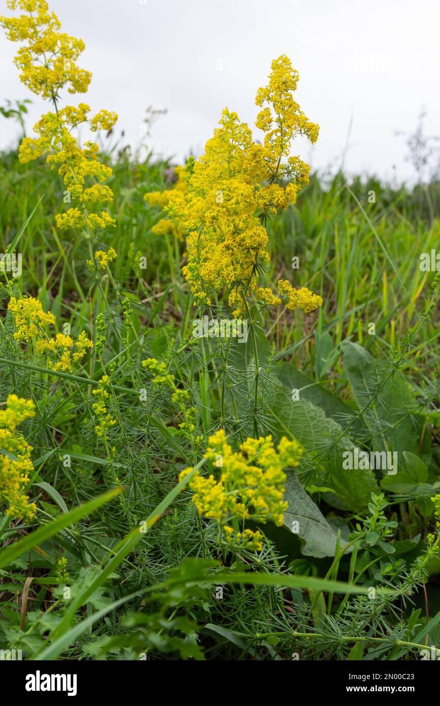 Galium verum es una planta herbácea perenne del género de la familia de la sombrilla. Planta medicinal. Foto de stock
