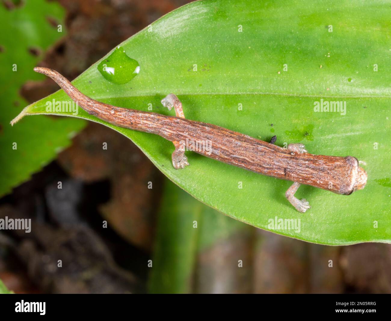 Salamandra trepadora peruana (Bolitoglossa peruviana) en la selva tropical, provincia de Orellana, Ecuador Foto de stock