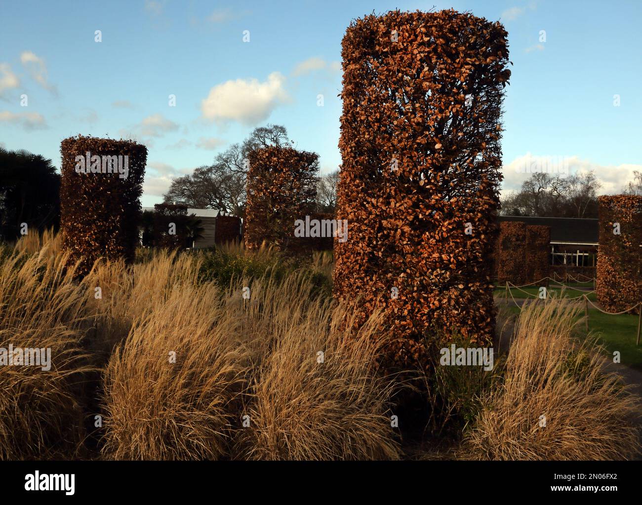 Columnas de haya recortadas (Fagus sylvatica) en invierno en Wisley RHS Gardens Surrey England Foto de stock