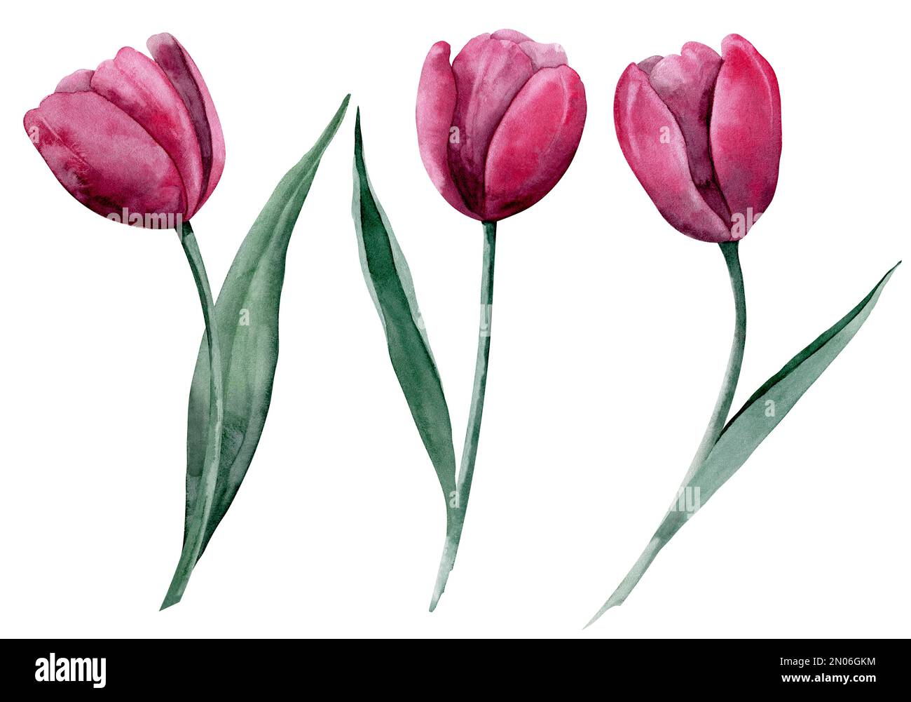 Dibujo de tulipán rojo fotografías e imágenes de alta resolución - Alamy