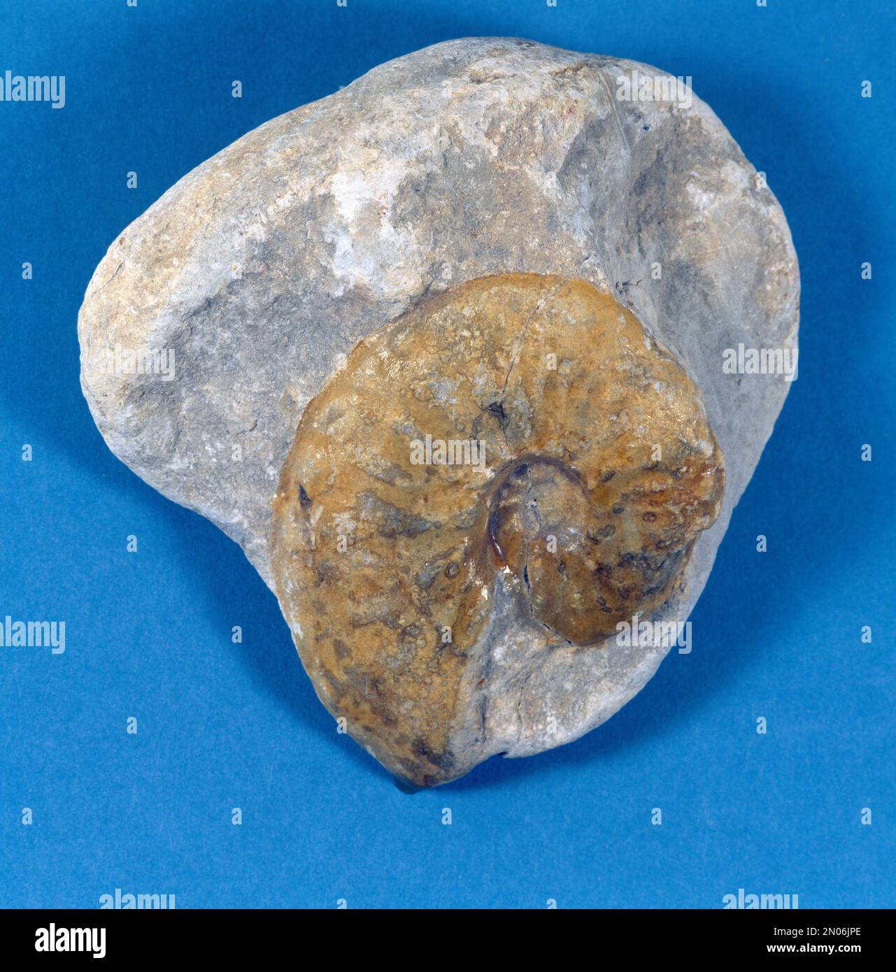 Fósil Ammonita Schloenbachia Baja Chalk Sandown Bay Isla de Wight Foto de stock