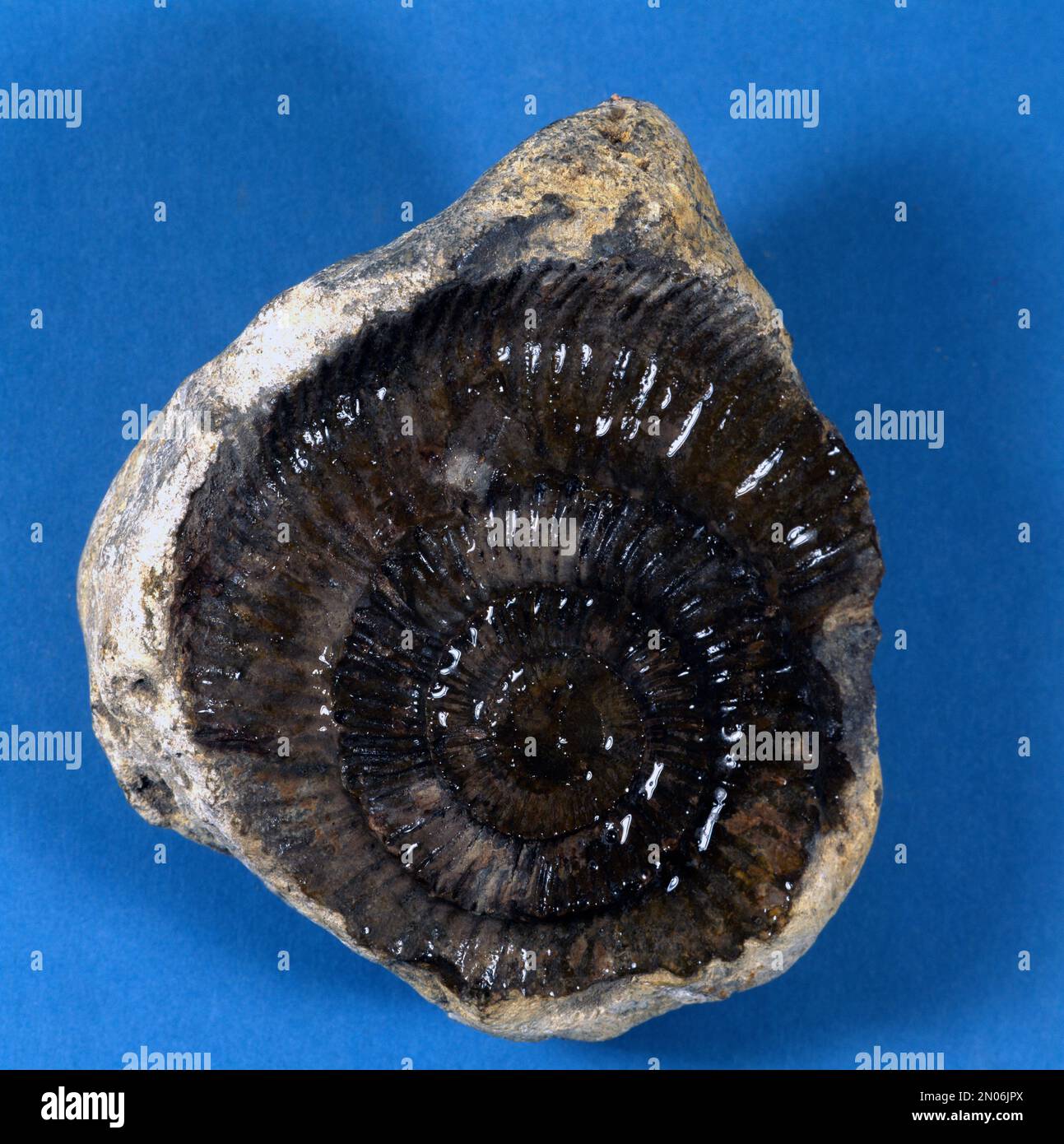 Ammonita fósil de cefalópodo extinto Foto de stock