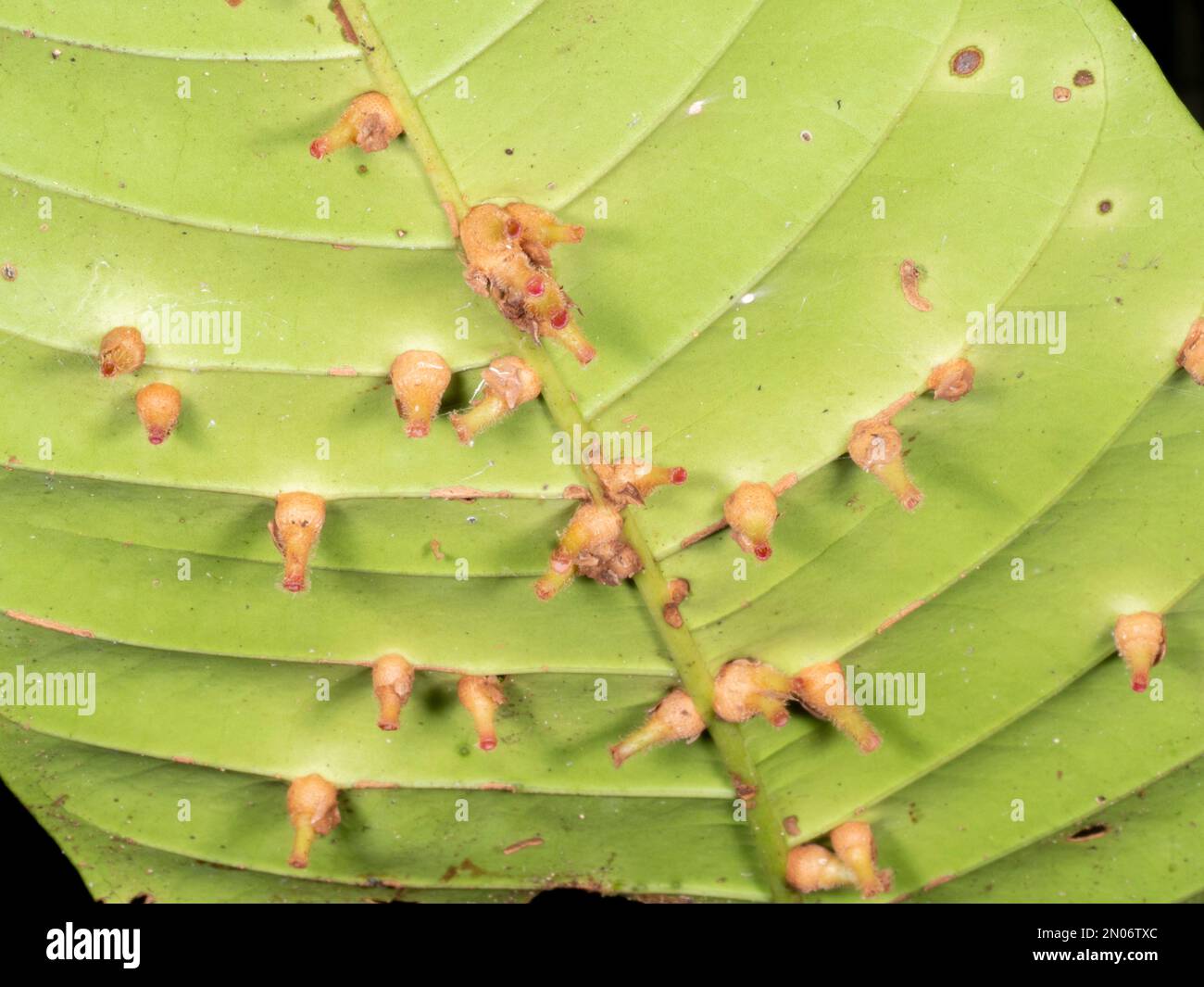 Hoja de un arbusto de sotobosque cubierto de agallas, resultante de un ataque de insectos, bacterias o hongos. Creciendo en la selva tropical en la provincia de Orellana, Ecuador Foto de stock