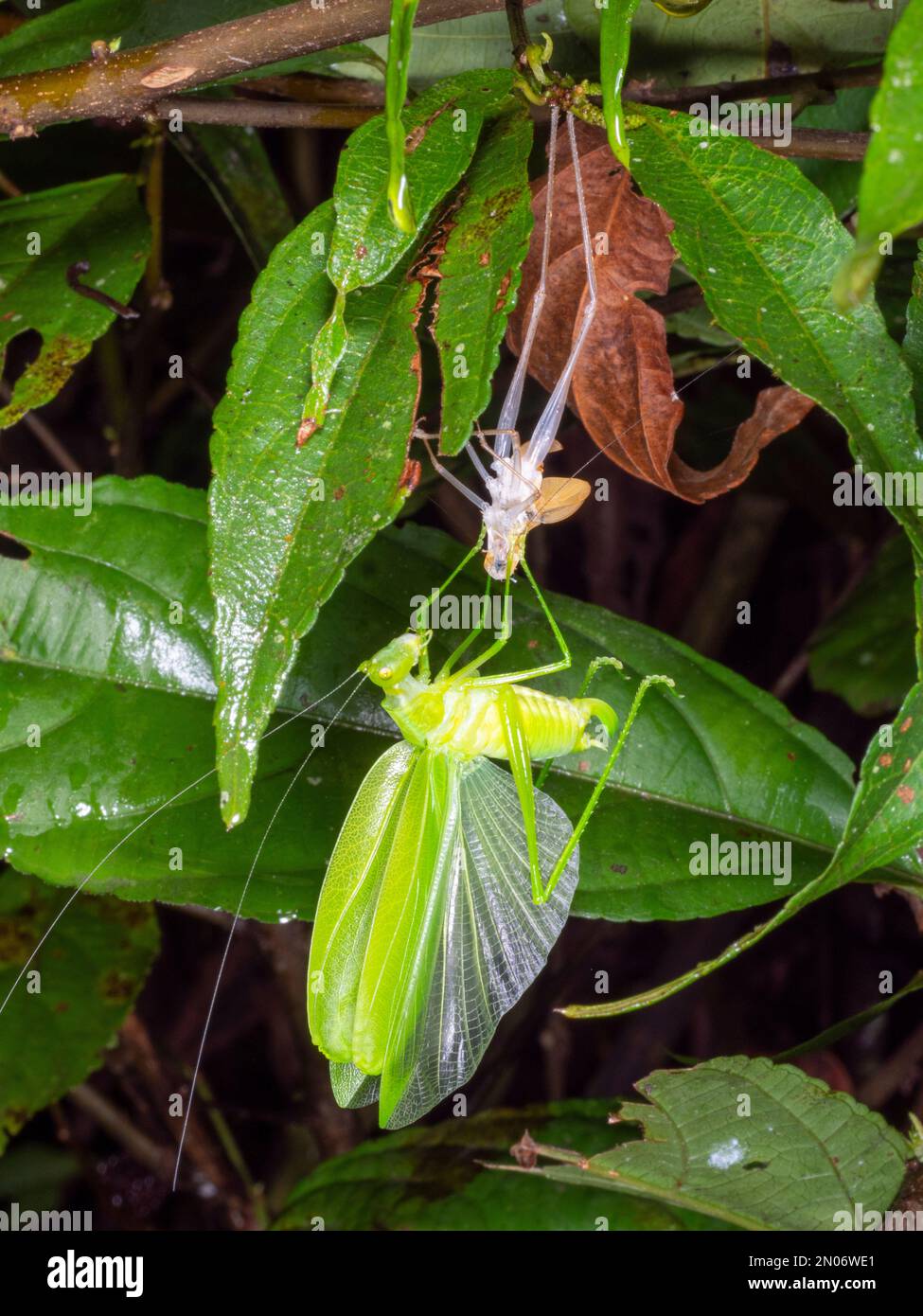 Cricket de arbusto tropical desprendiendo su piel (ecdysis) en la selva tropical por la noche, provincia de Orellana, Ecuador Foto de stock