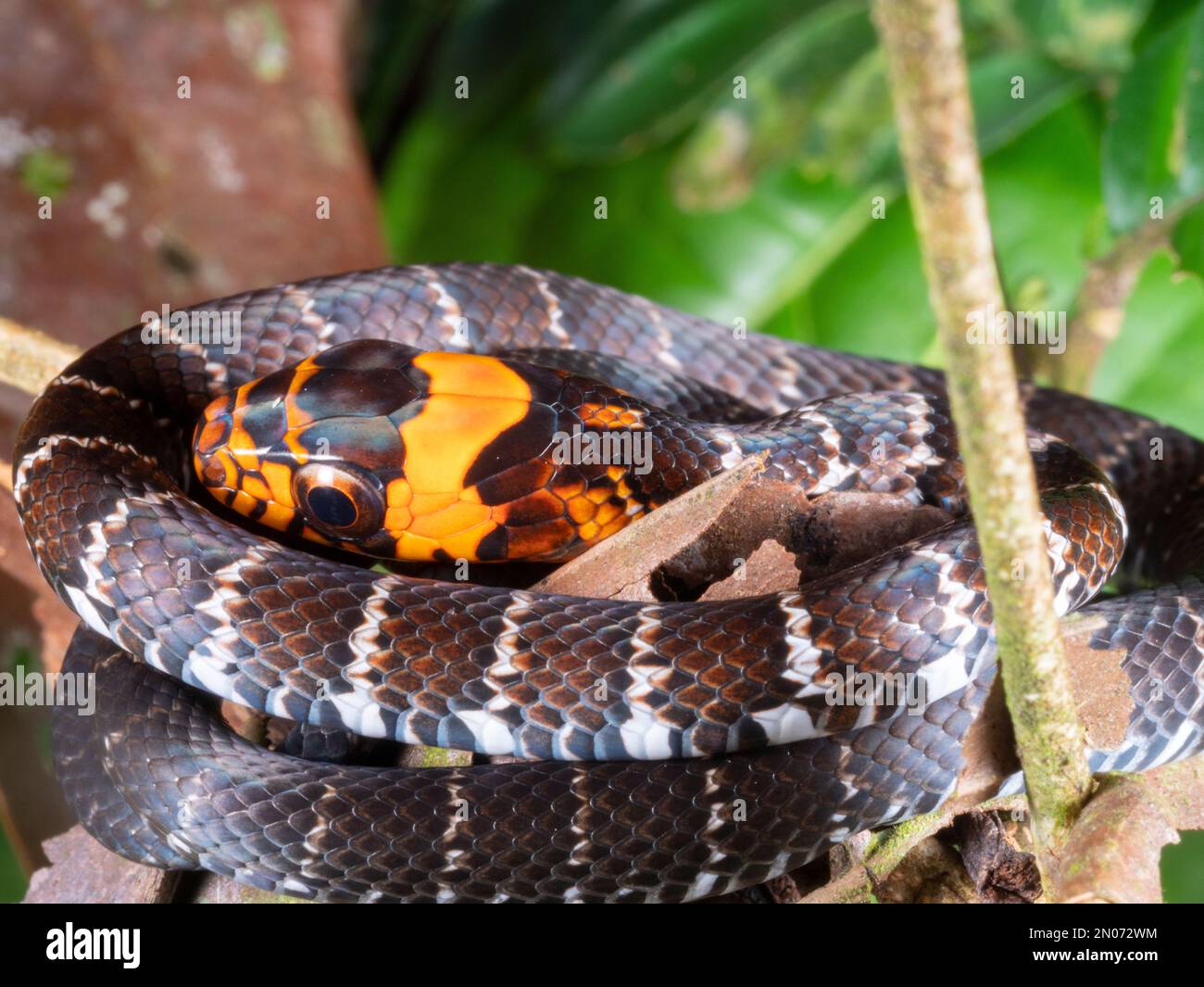 Serpiente de árbol juvenil (Drymoluber dicrous) en el sotobosque de la selva tropical, provincia de Orellana, Ecuador Foto de stock