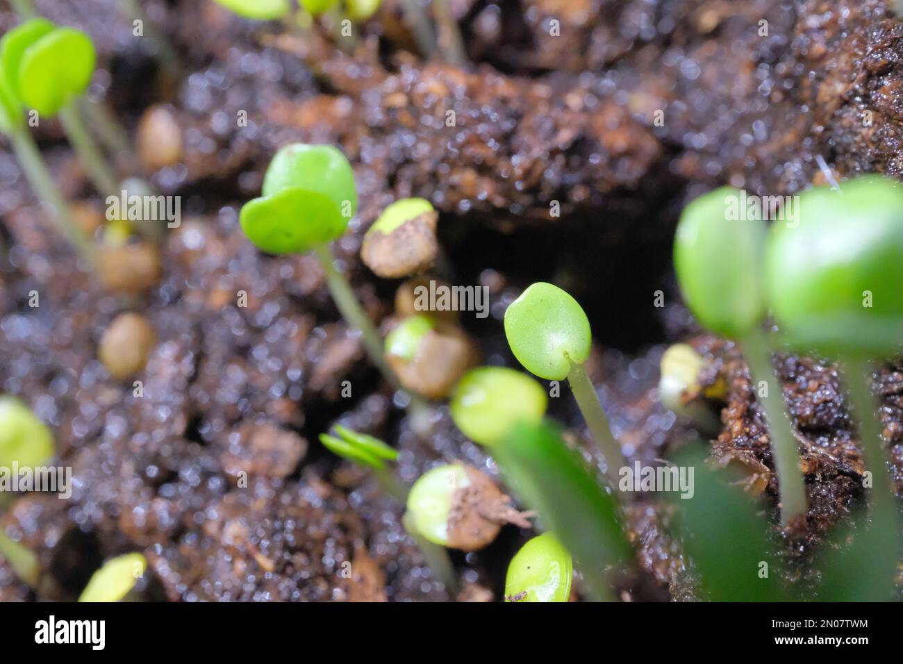 Germinados Mimosa creciendo Foto de stock