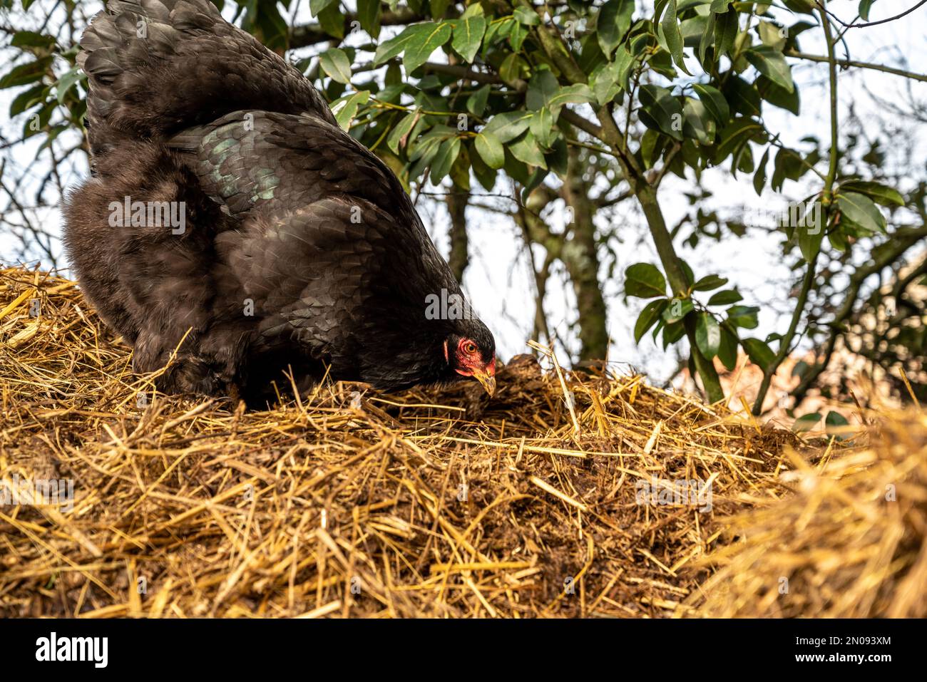 Gallina negra en busca de comida. Brahma Breed hen. Primer plano del