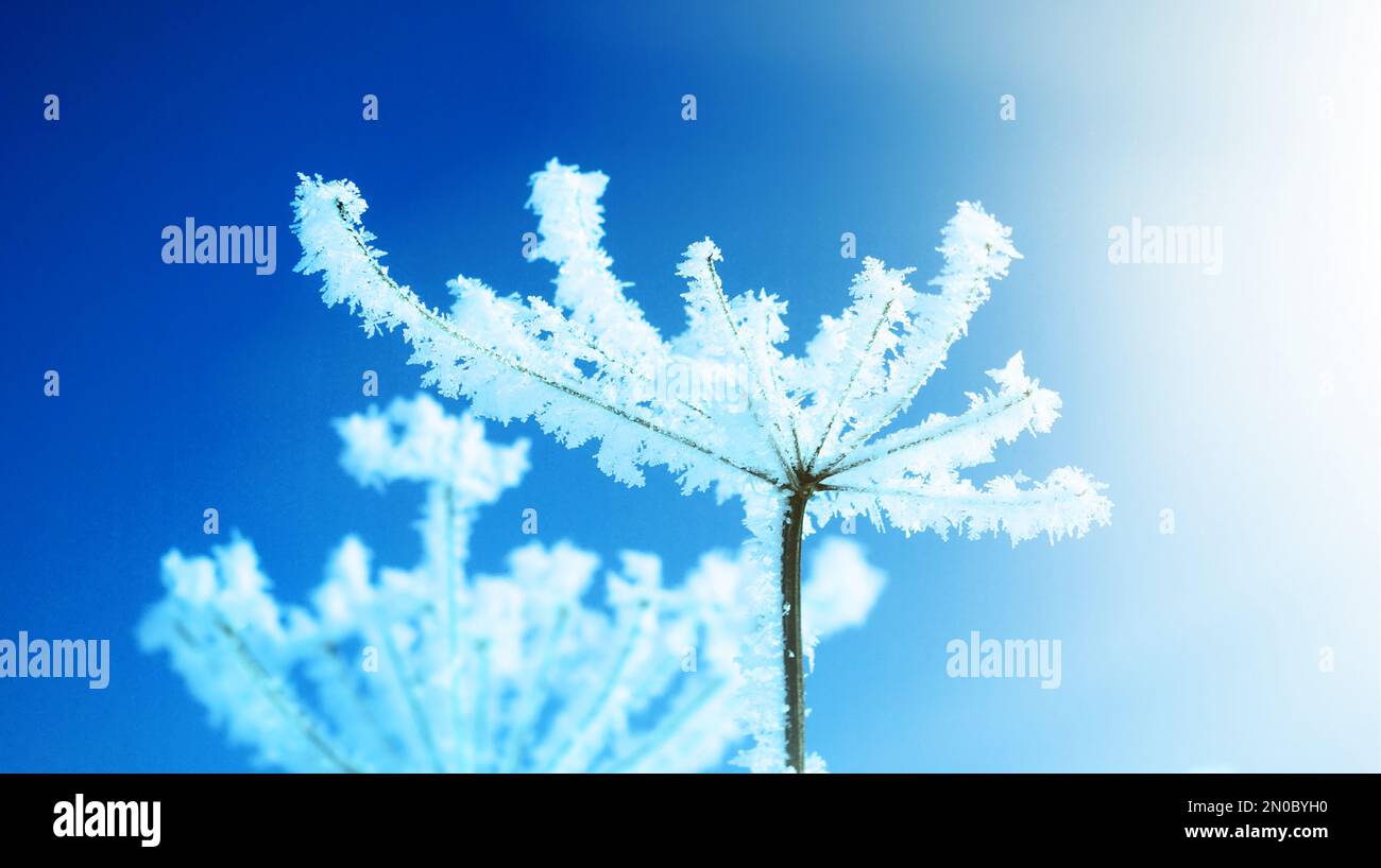 Frozenned flor sobre fondo de cielo azul.paisaje de invierno Foto de stock
