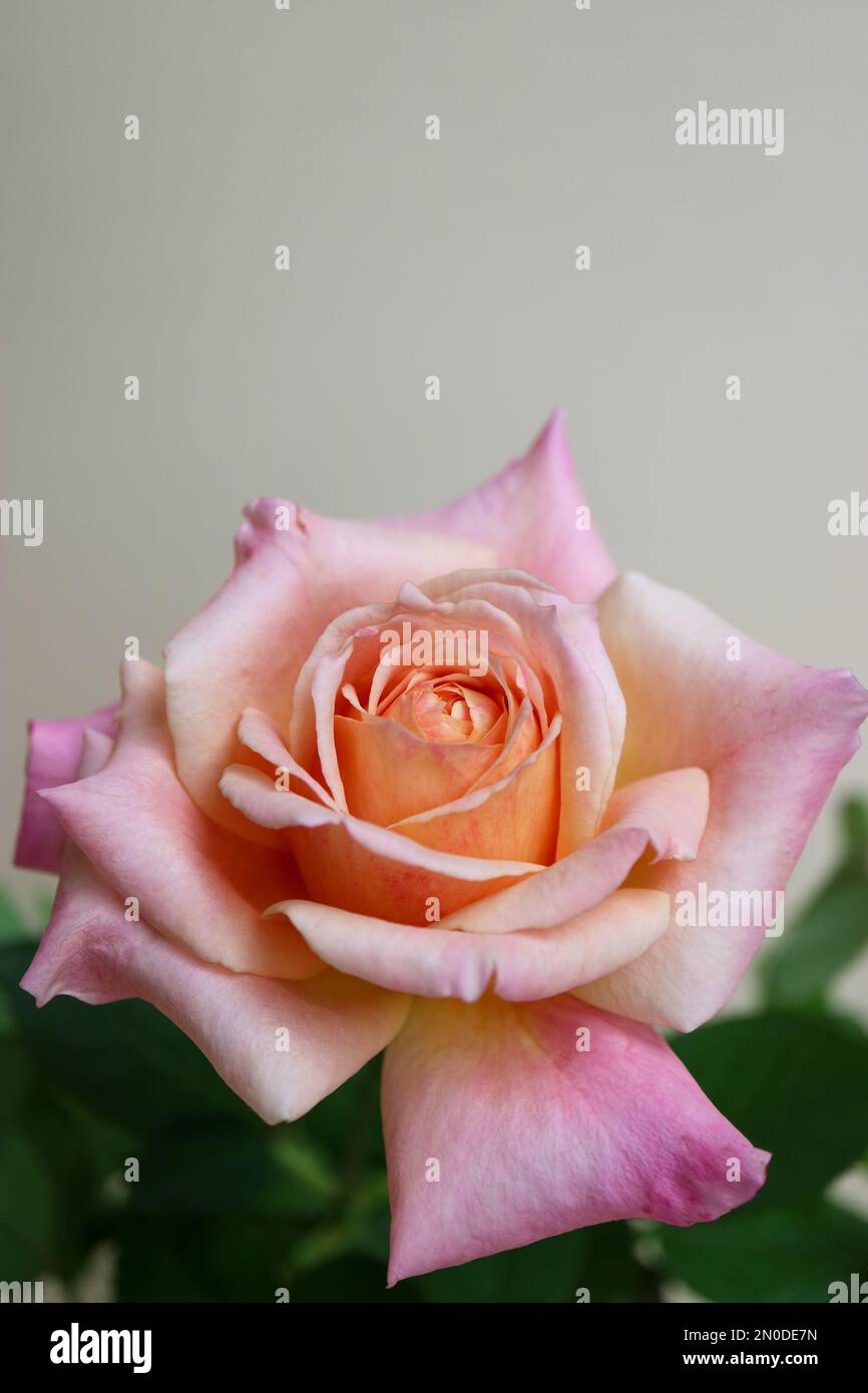 Rosa con pétalos de rosa-beige y hojas verdes, rosa colorida con pétalos  delicados, macro de cabeza de rosa, flor floreciente, belleza en la  naturaleza, foto floral Fotografía de stock - Alamy