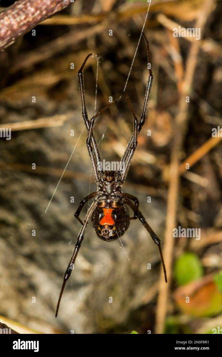 Araña viuda negra - Latrodectus mactans Foto de stock