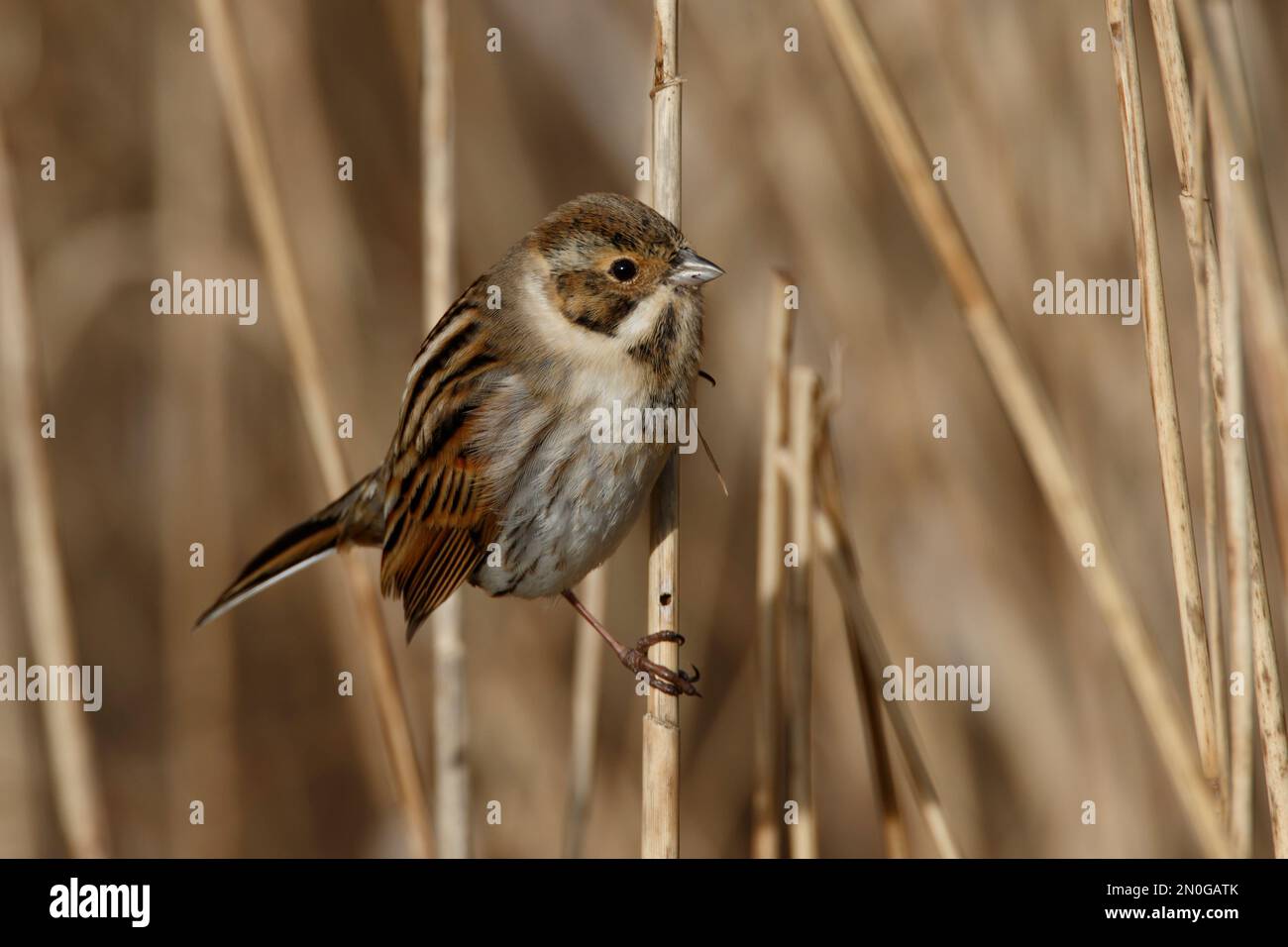 Un Reed Bunting, un pequeño pájaro escondido en las cañas del humedal en RSPB Lakenheath en Norfolk, Inglaterra Foto de stock