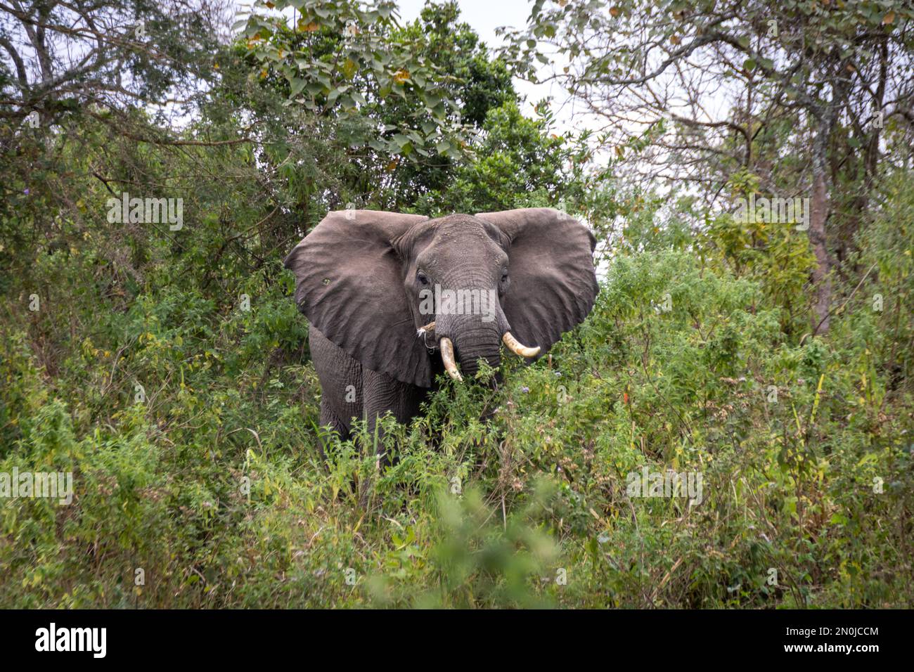Elefante - Parque Nacional Arusha Foto de stock