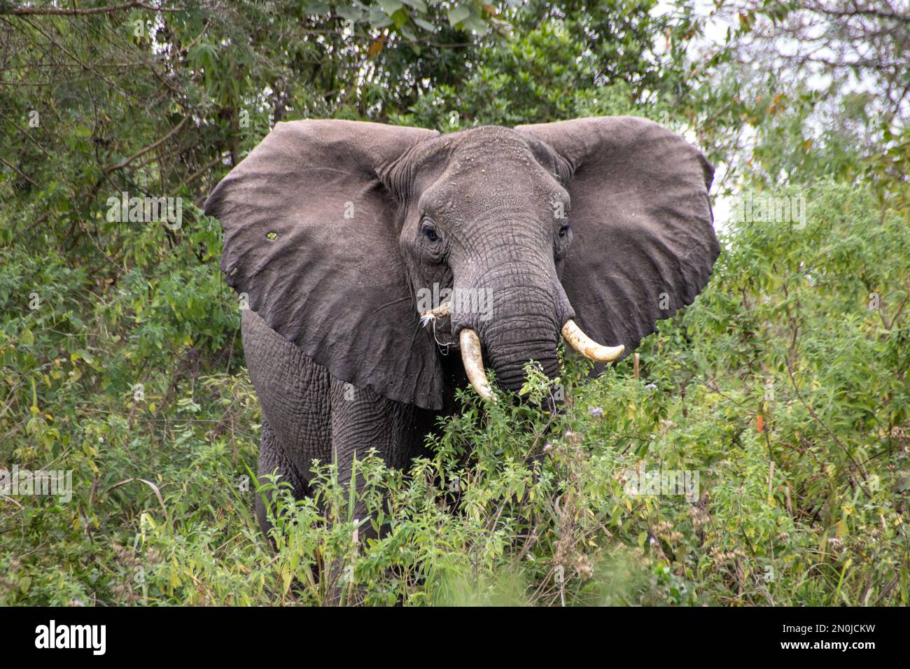 Elefante - Parque Nacional Arusha Foto de stock
