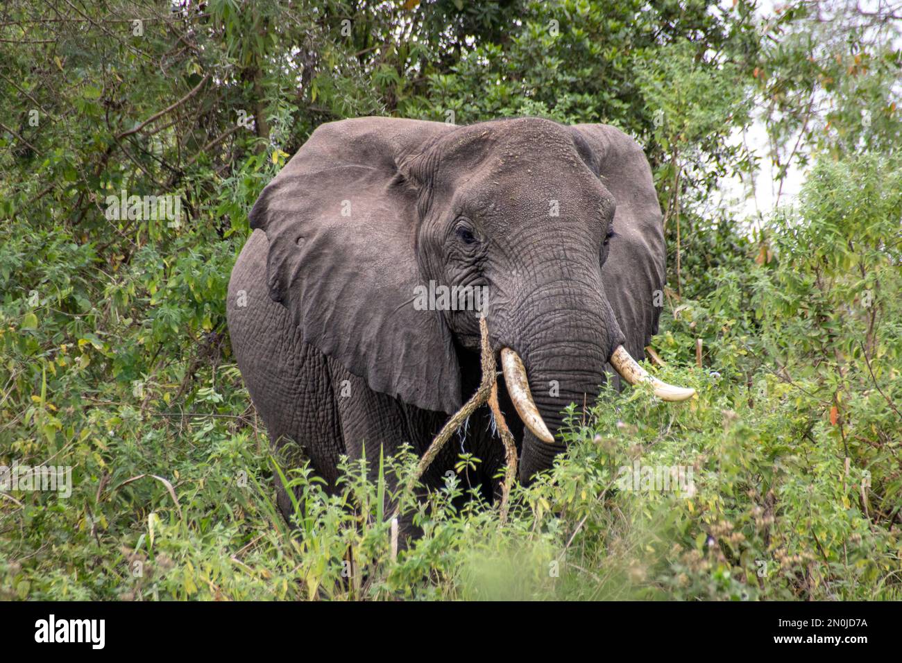 Elefante - Parque Nacional Arusha Foto de stock
