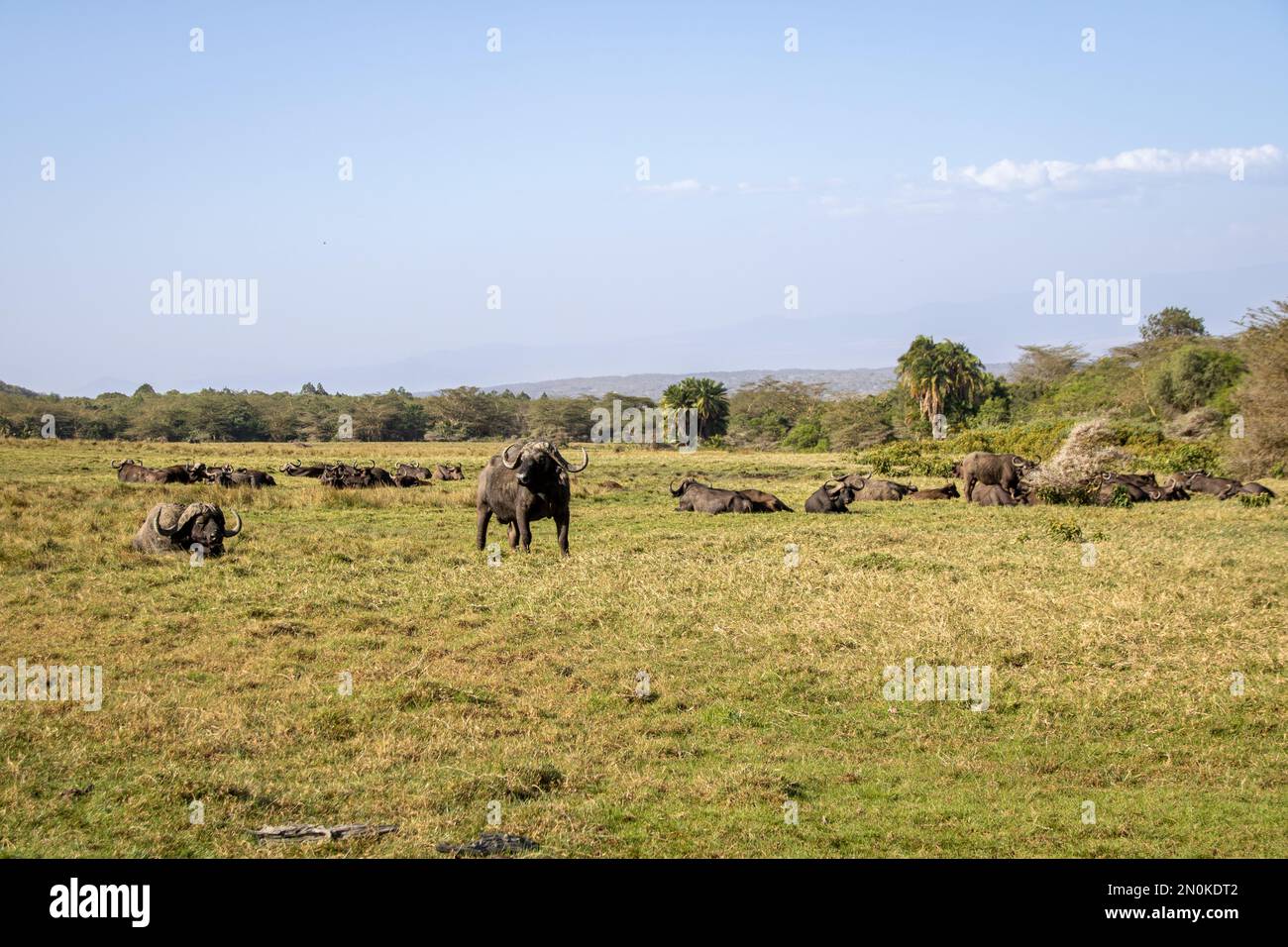 Búfalo africano Foto de stock