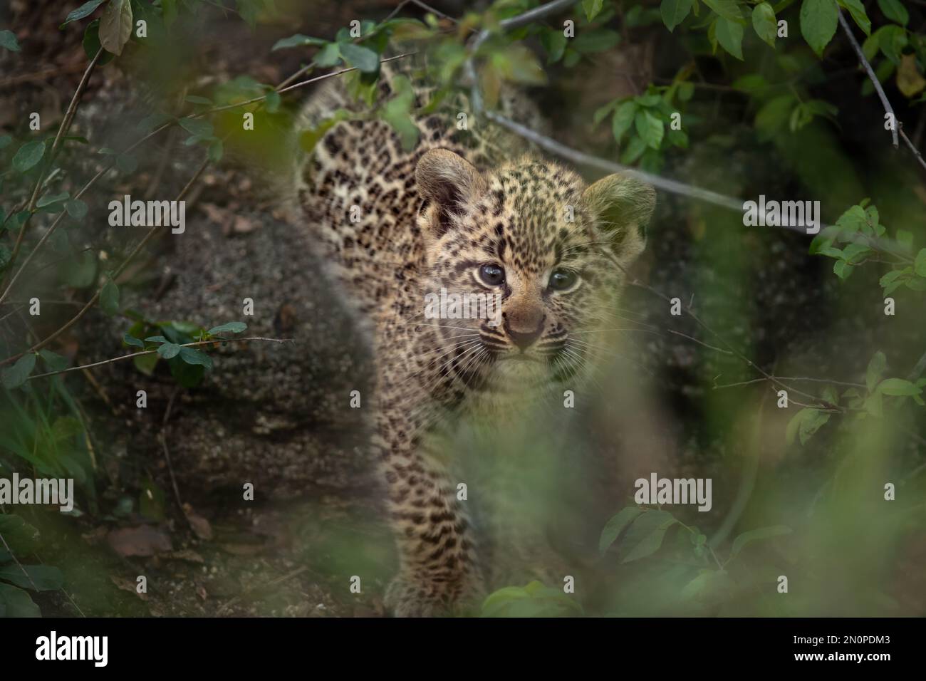Un leopardo, Panthera pardus,mirando a través de las hojas. Foto de stock