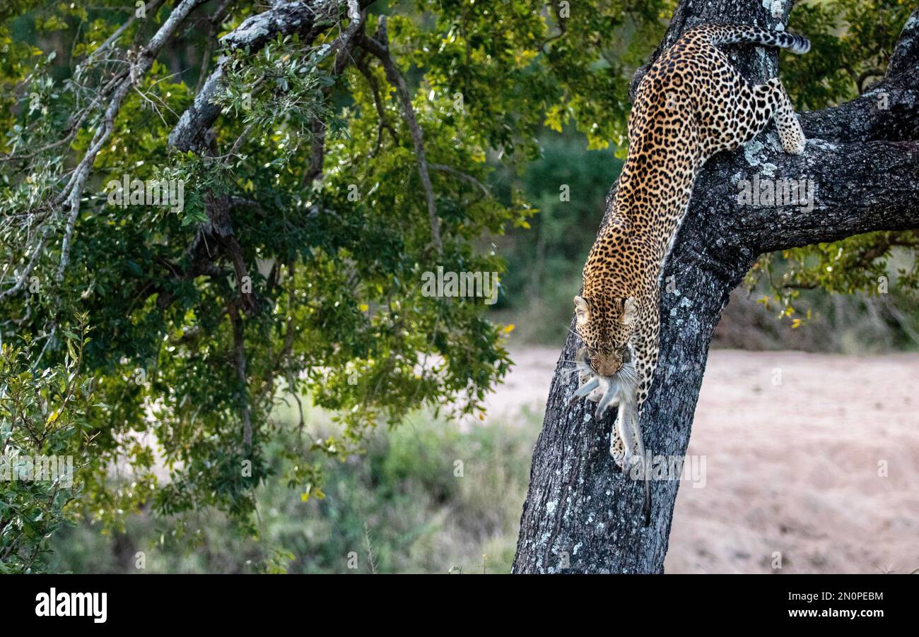 Un leopardo, Panthera pardus, desciende de un árbol. Foto de stock