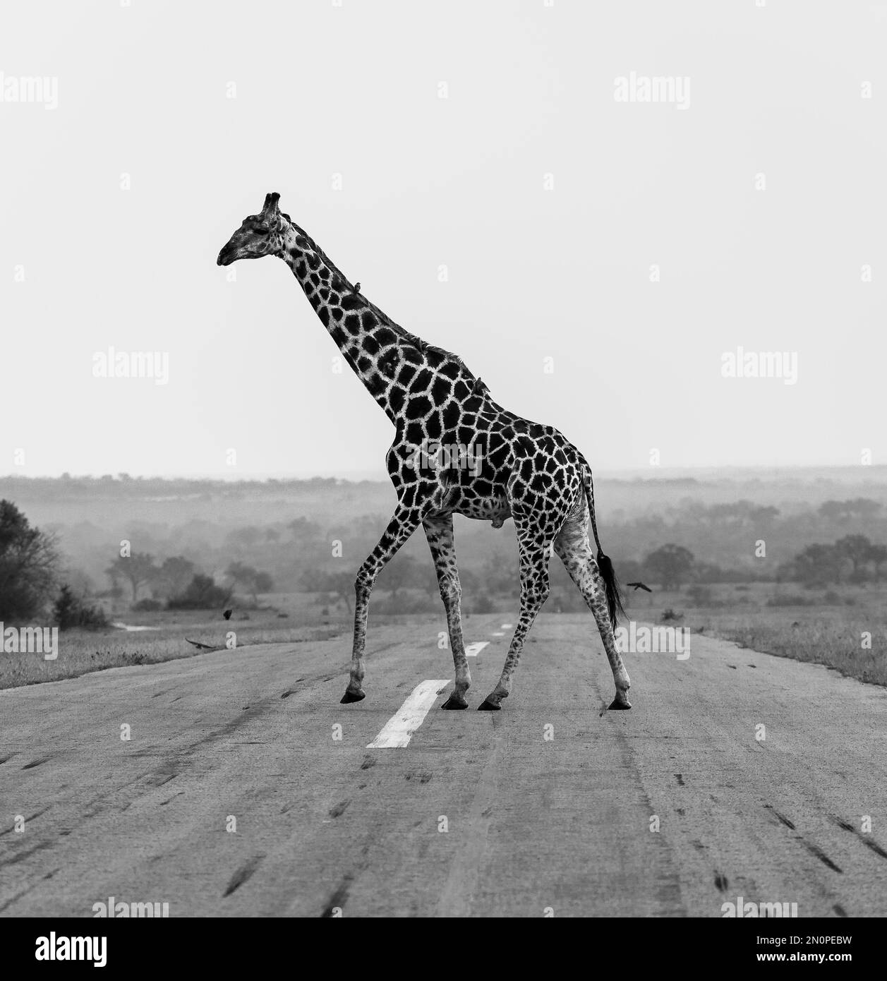 Una jirafa, Giraffa, camina por un camino, en blanco y negro. Foto de stock