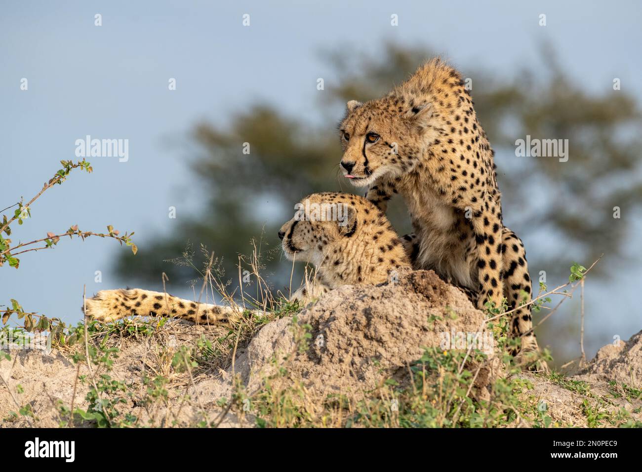 Un guepardo y su cachorro sub-adulto, Acinonyx jubatus, juntos en un montículo de termitas. Foto de stock