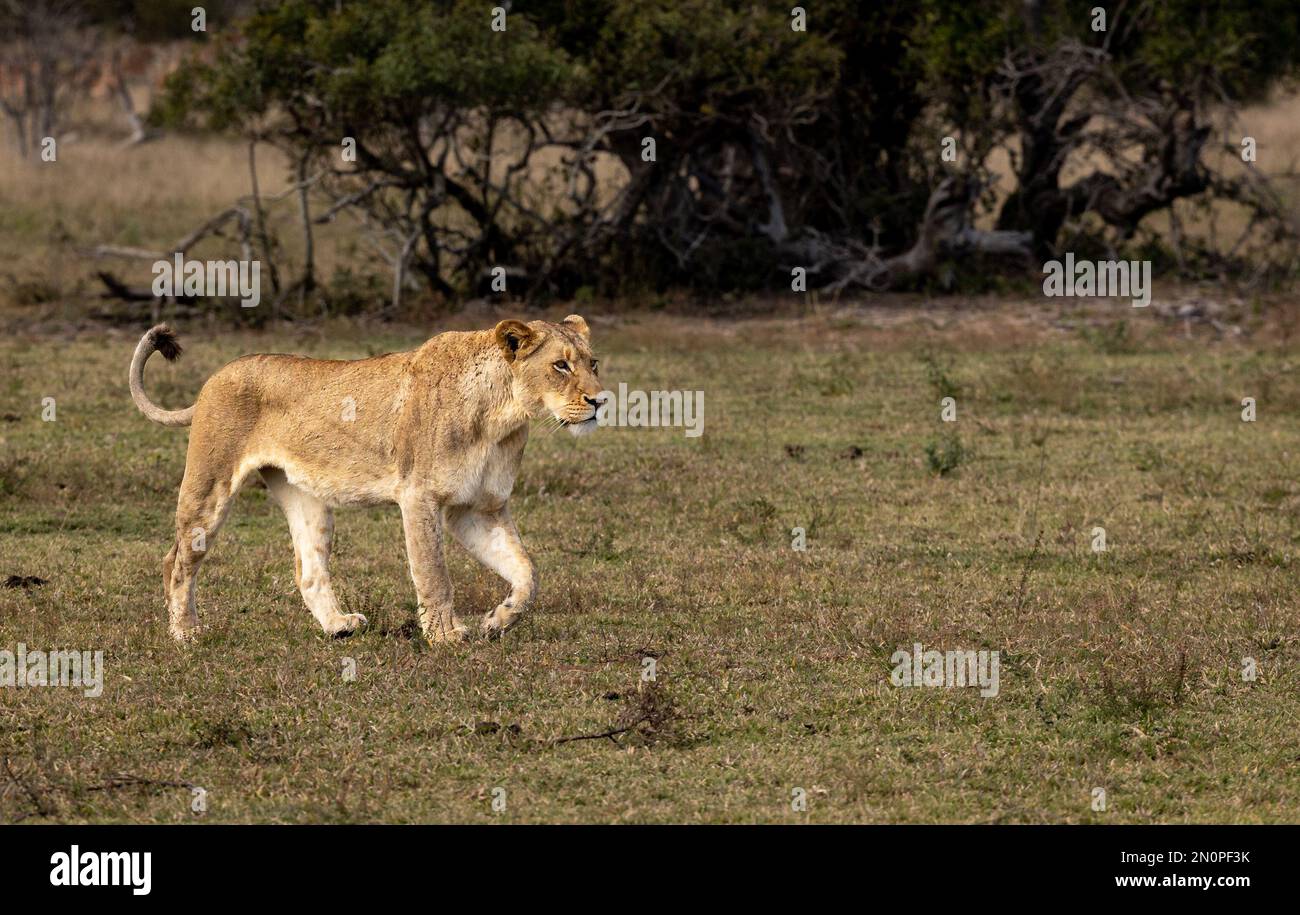 Una leona, Panthera leo, caminando a través de la hierba. Foto de stock