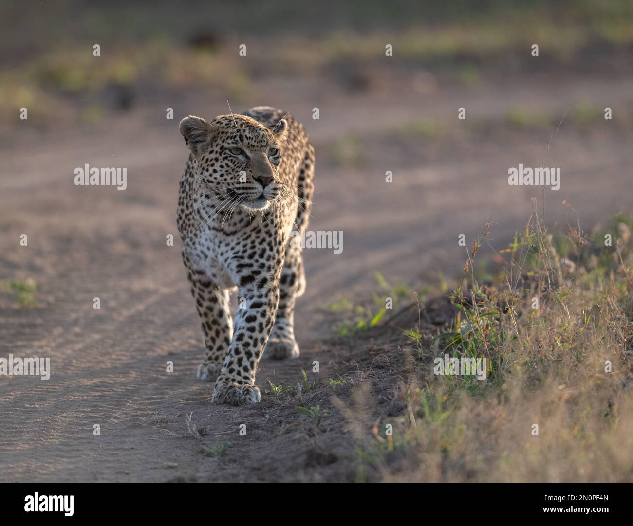 Un leopardo, Panthera Pardus, camina por un camino de tierra. Foto de stock