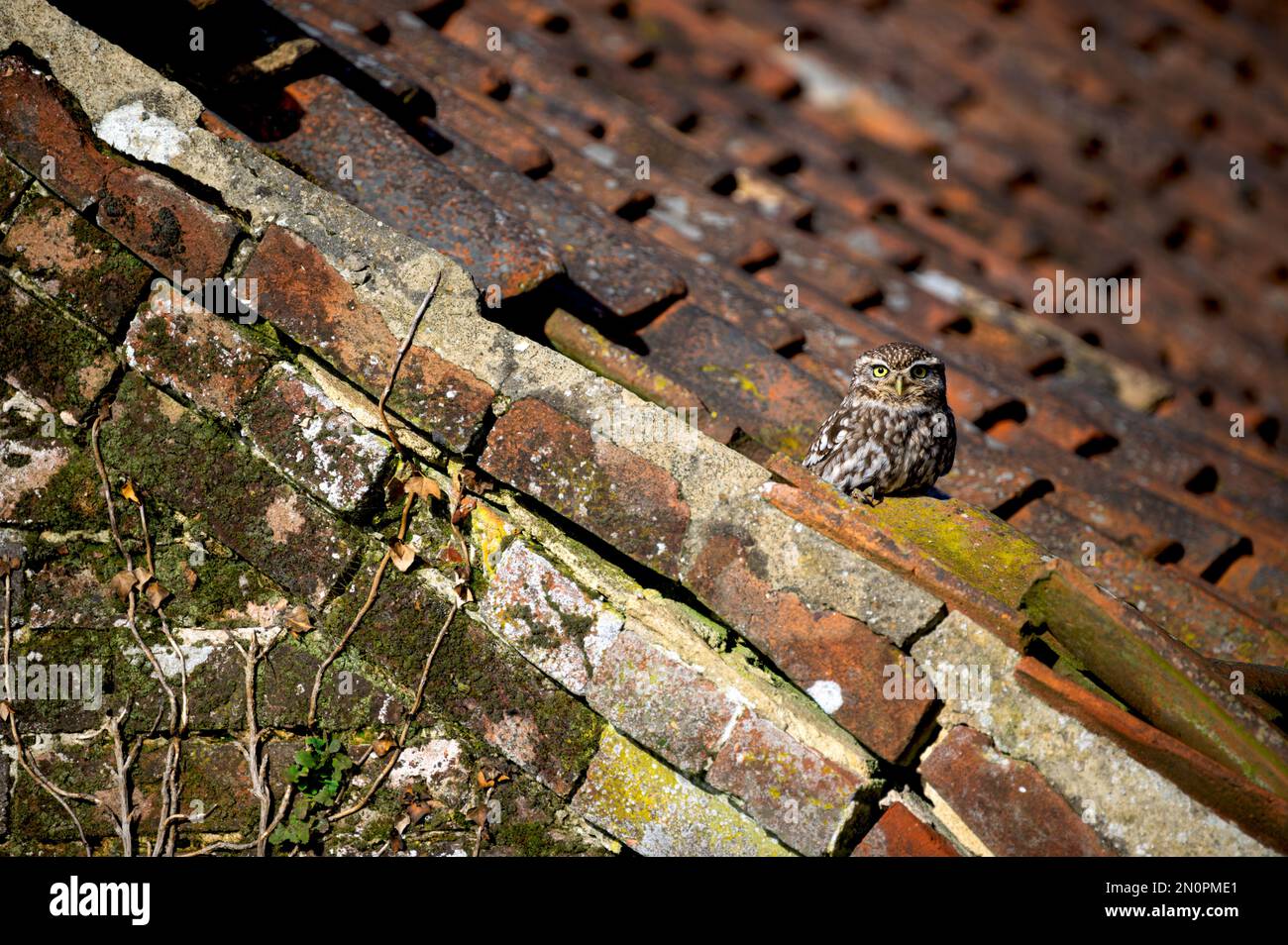 Pequeño búho Athene noctua encaramado en un antiguo edificio de granja con pantiles en el condado de North Norfolk, Reino Unido Foto de stock