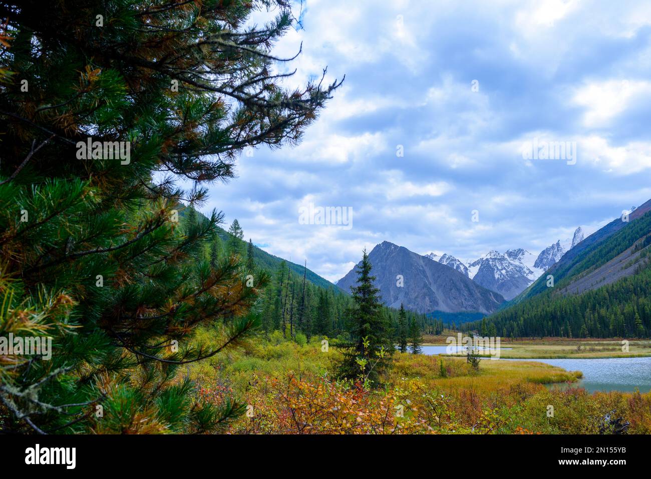 La bahía del río Shavla en las montañas en el desfiladero de los picos con glaciares con ramas de abeto árboles en la orilla en la hierba de otoño en Alt Foto de stock