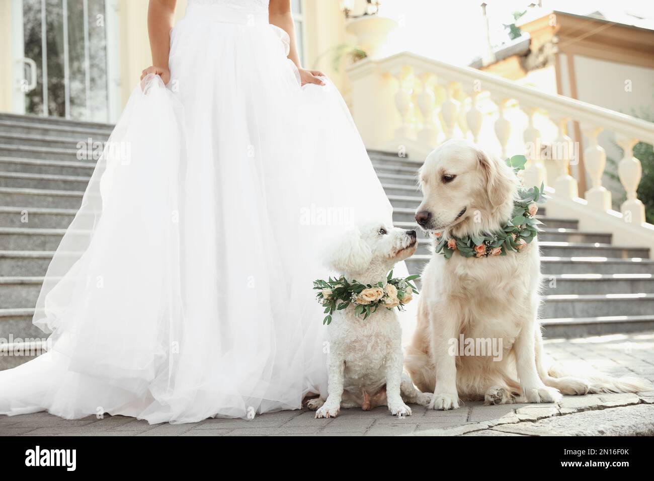 Perros de boda fotografías e de alta resolución -