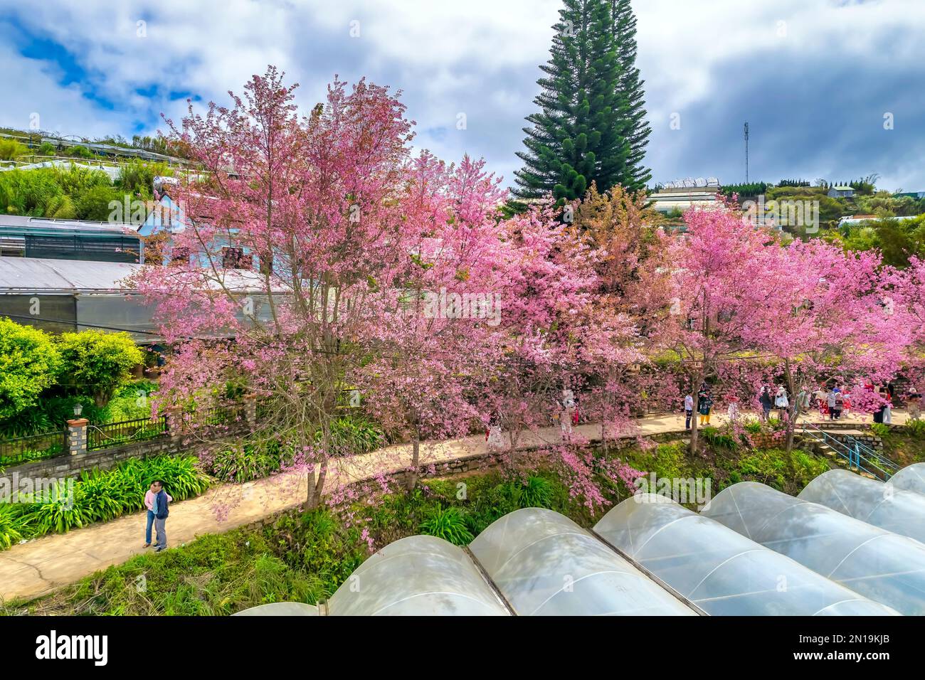 Filas de árboles sakura silvestres plantados en Da Lat, Vietnam, las áreas residenciales que florecen en la mañana de primavera atraen a los turistas a visitar Foto de stock