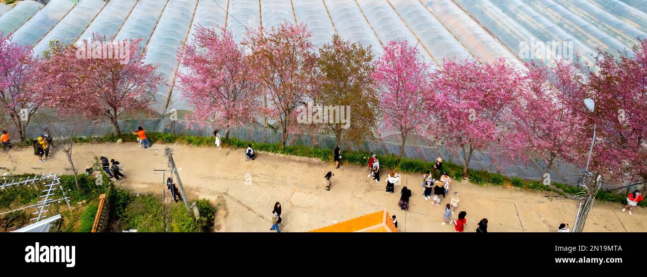 Filas de árboles sakura silvestres plantados en Da Lat, Vietnam, las áreas residenciales que florecen en la mañana de primavera atraen a los turistas a visitar Foto de stock