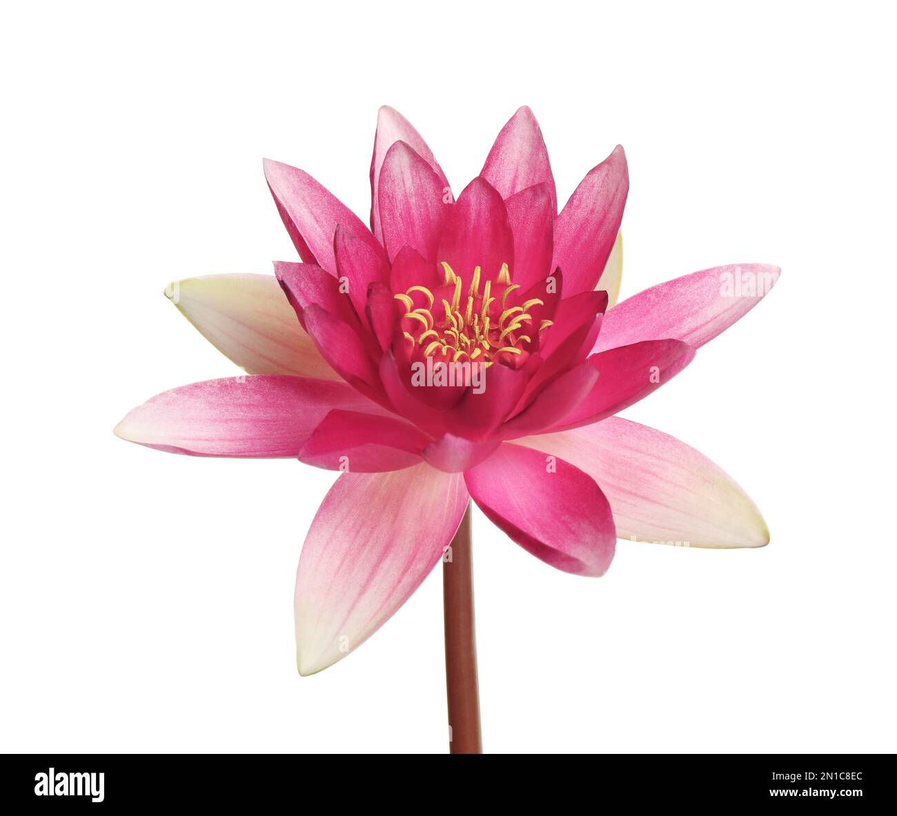 Hermosa flor de loto rosa en flor aislada en blanco Fotografía de stock -  Alamy