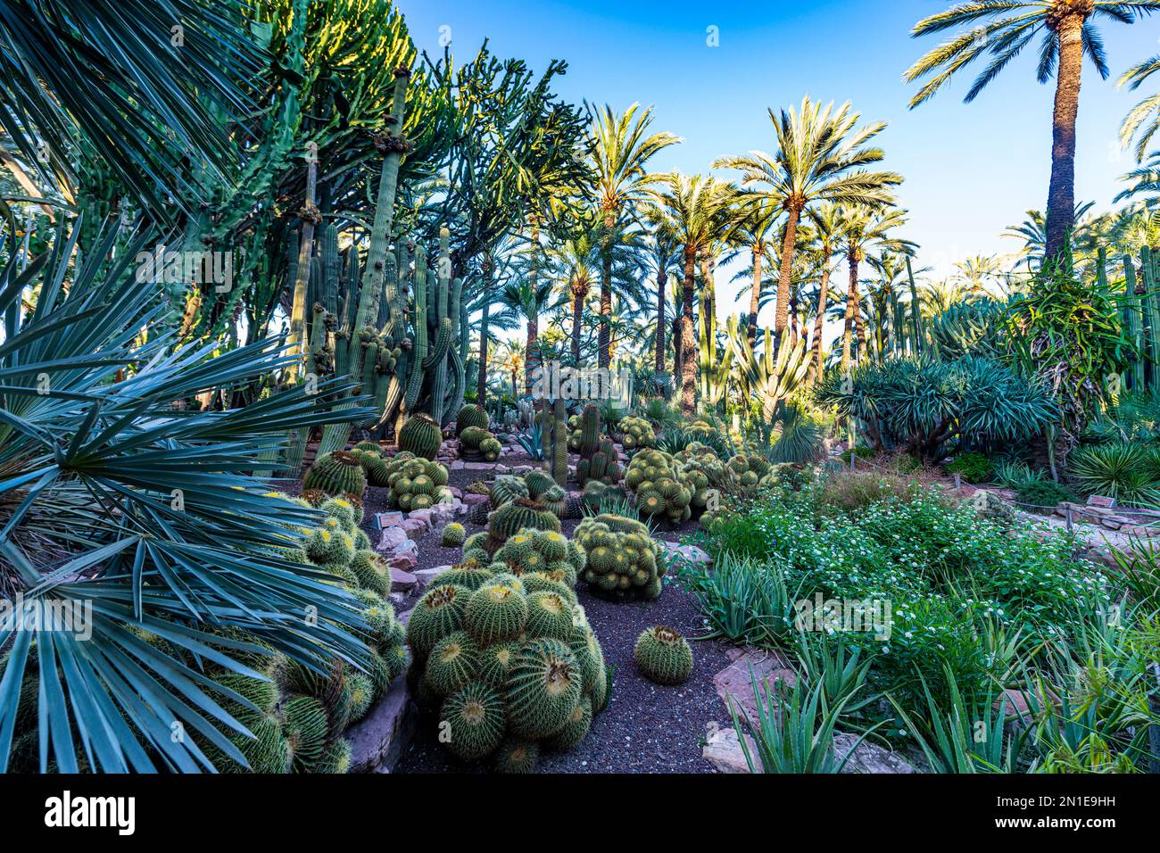 Jardín de cactus, palmeras, Palmeral (Palmeral) de Elche, Patrimonio de la Humanidad de la UNESCO, Alicante, Valencia, España, Europa Foto de stock