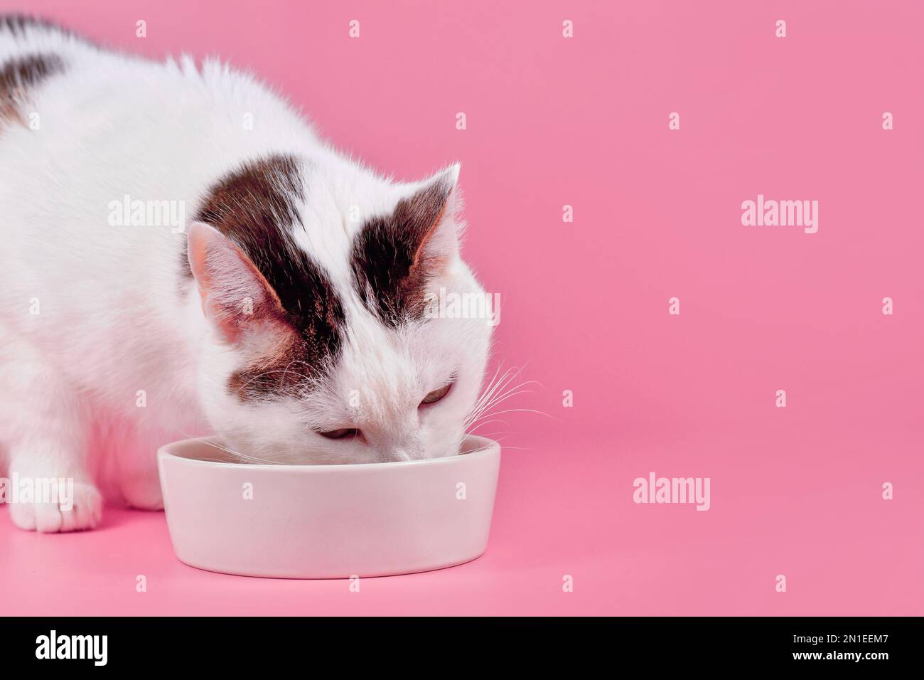 Gato europeo de pelo corto comiendo comida fuera del tazón delante del fondo rosa con espacio de copia Foto de stock