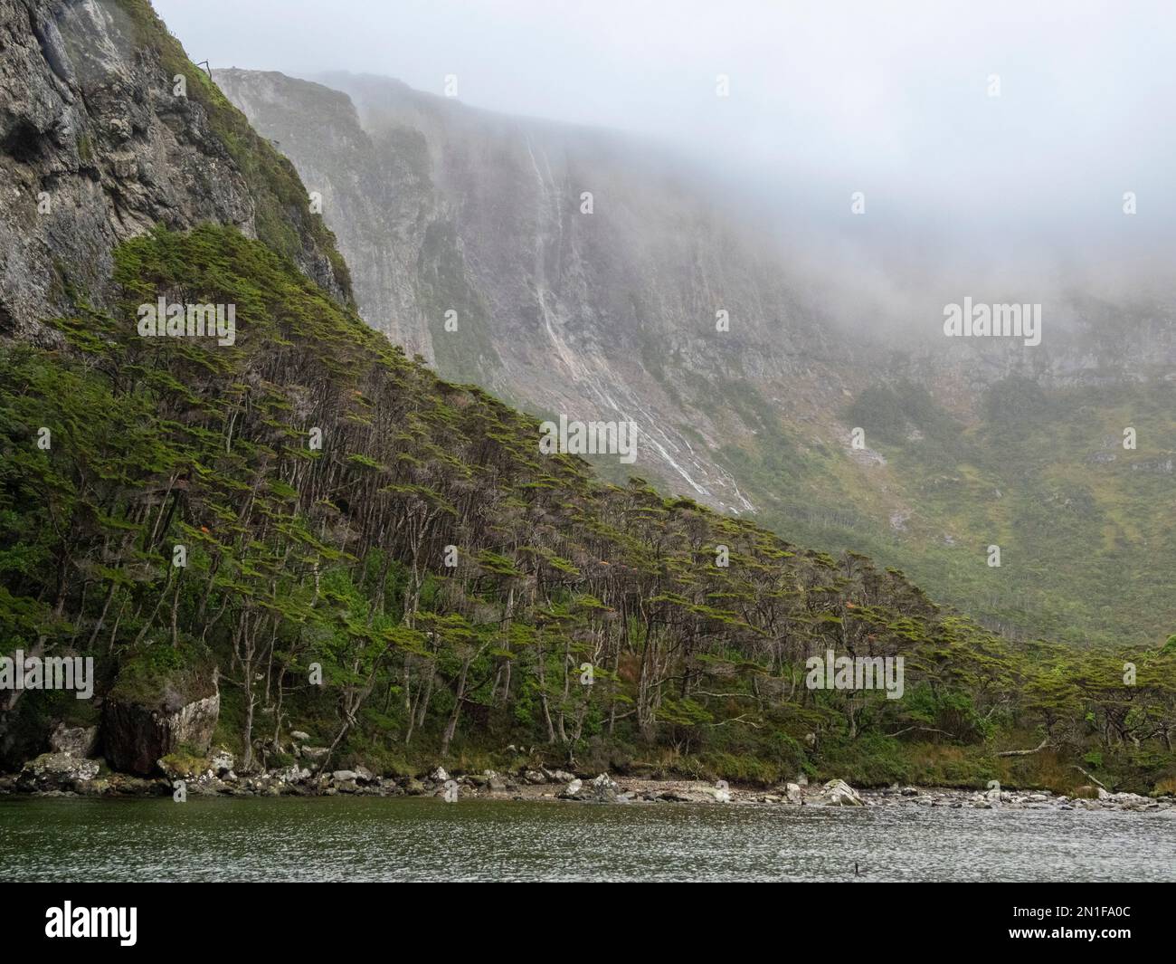 Vista de una cascada y el bosque de Notofagus en Caleta Capitan Canepa, Isla Estado (Isla De Los Estados), Argentina, América del Sur Foto de stock