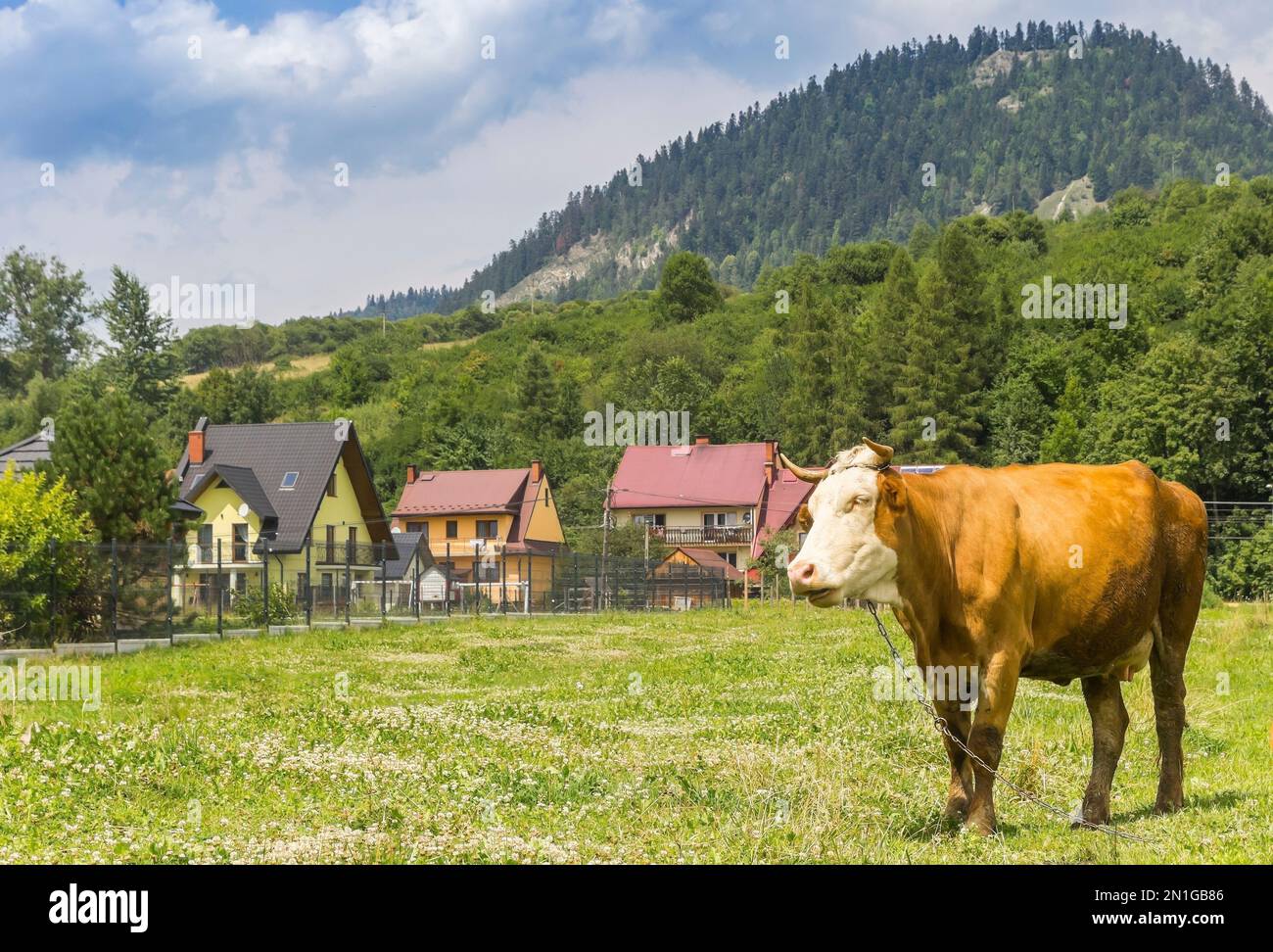 Vaca en el paisaje de las montañas de los Cárpatos en Cerveny Klastor, Eslovaquia Foto de stock