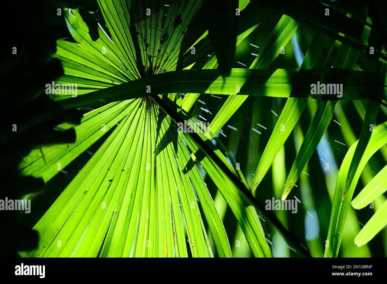 pianta tropicale verde Foto de stock