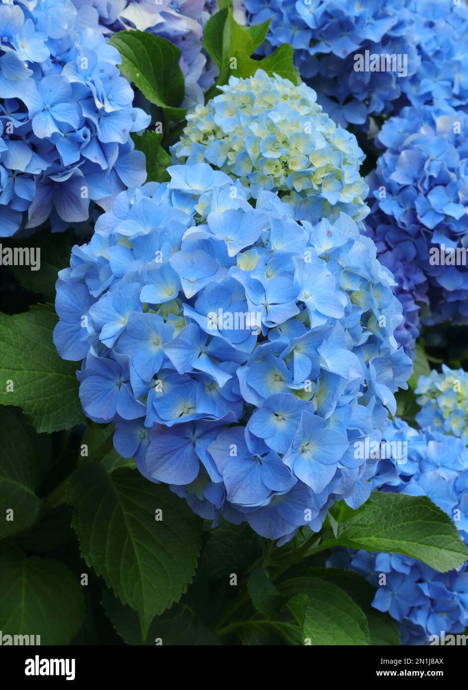 Hydrangea azul o Hortensia (Hydrangea macrophylla) arbusto en flor, Sintra,  Lisboa, Portugal. Primavera. Introducido desde las Islas PortugueseAzores  Fotografía de stock - Alamy