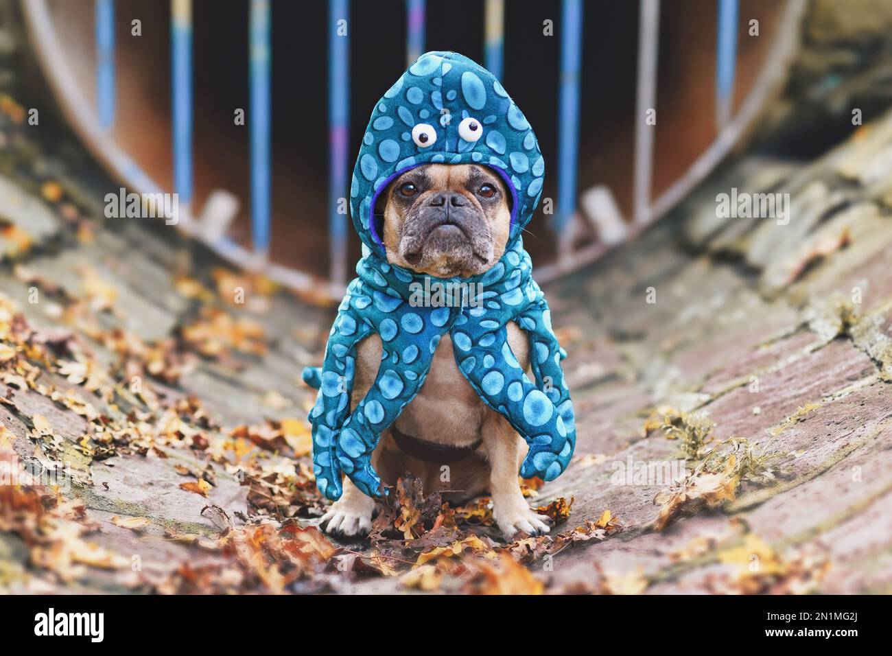 Bulldog francés con disfraz de perro de calamar divertido con ojos y brazos  de tentáculos Fotografía de stock - Alamy