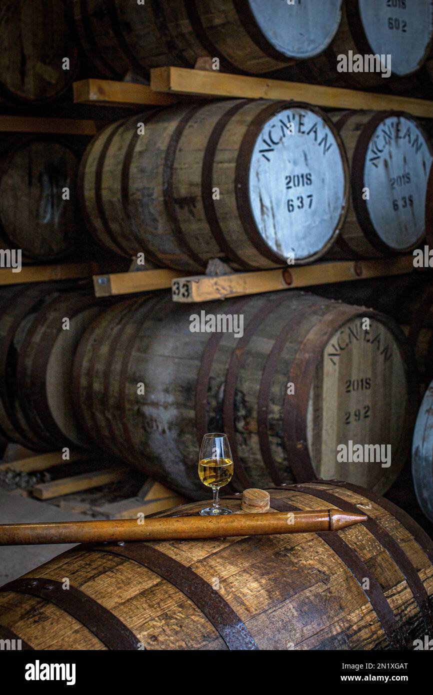 Probando whisky escocés orgánico de un bunghole de barrica de roble, utilizando una herramienta de muestreo de barricas de aguardiente de valinch de cobre largo en NC'nean, Morvern, Escocia. Foto de stock