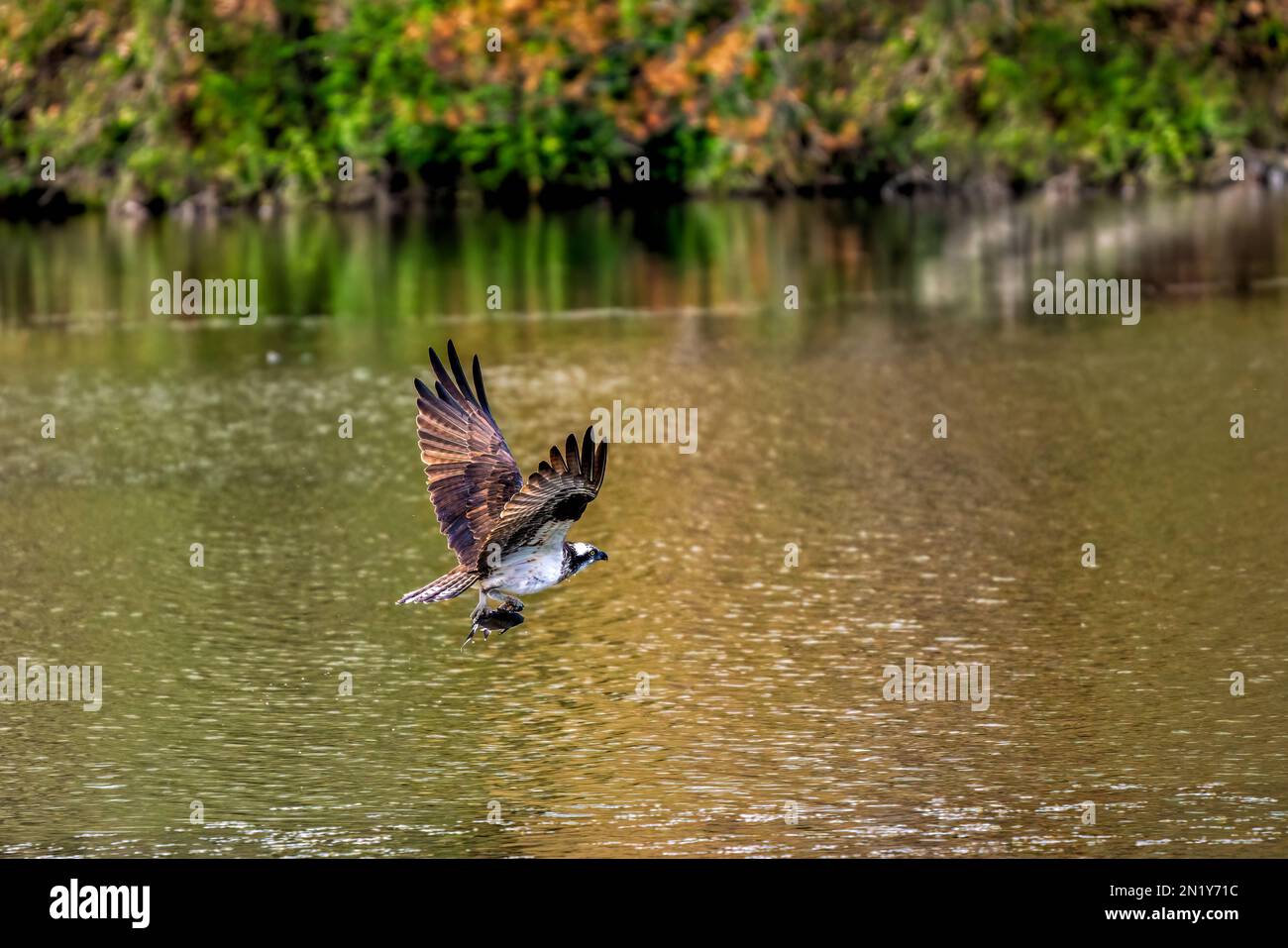 Un águila pescadora cazando un pez del agua con un fondo verde borroso  Fotografía de stock - Alamy