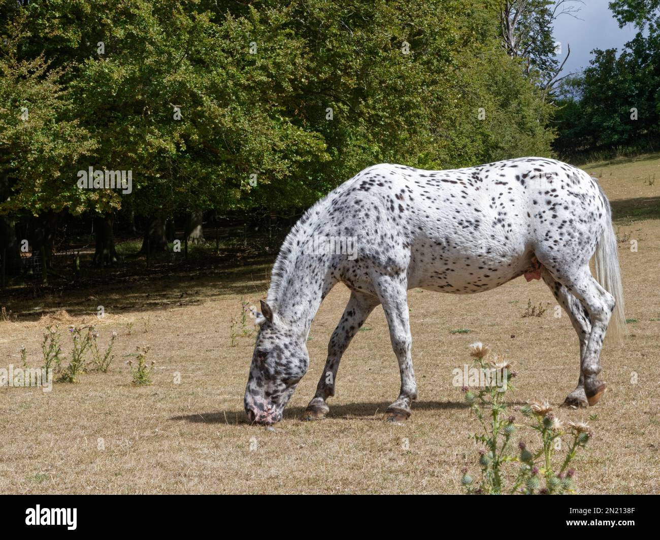 Appaloosa gris 2025