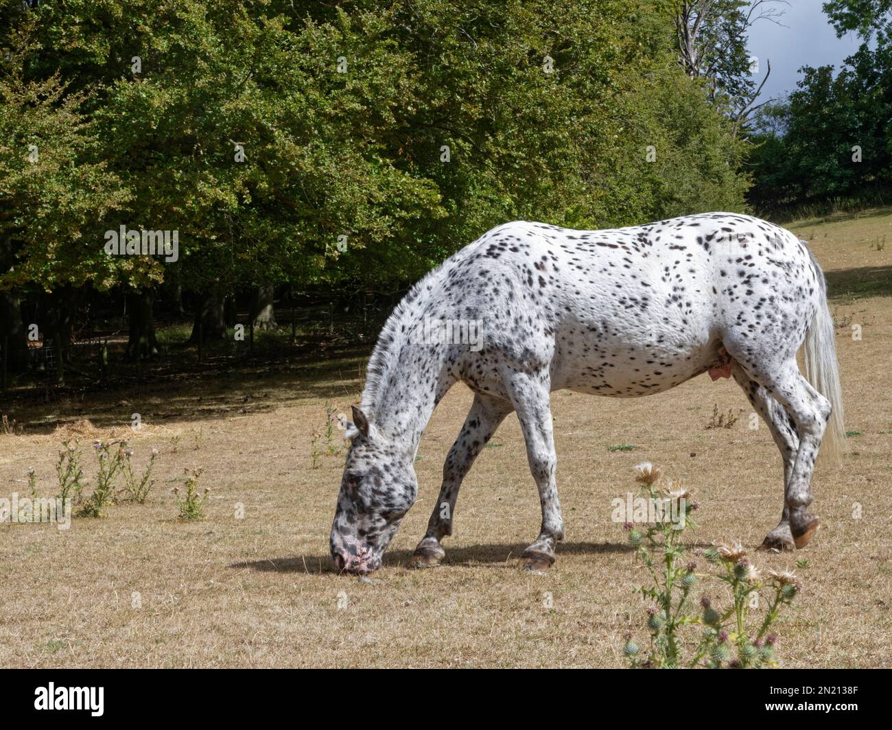 El caballo Appaloosa (Equus caballus), una raza gris moteada negra variable, pradera de pastoreo, Oxfordshire, Reino Unido, octubre. Foto de stock