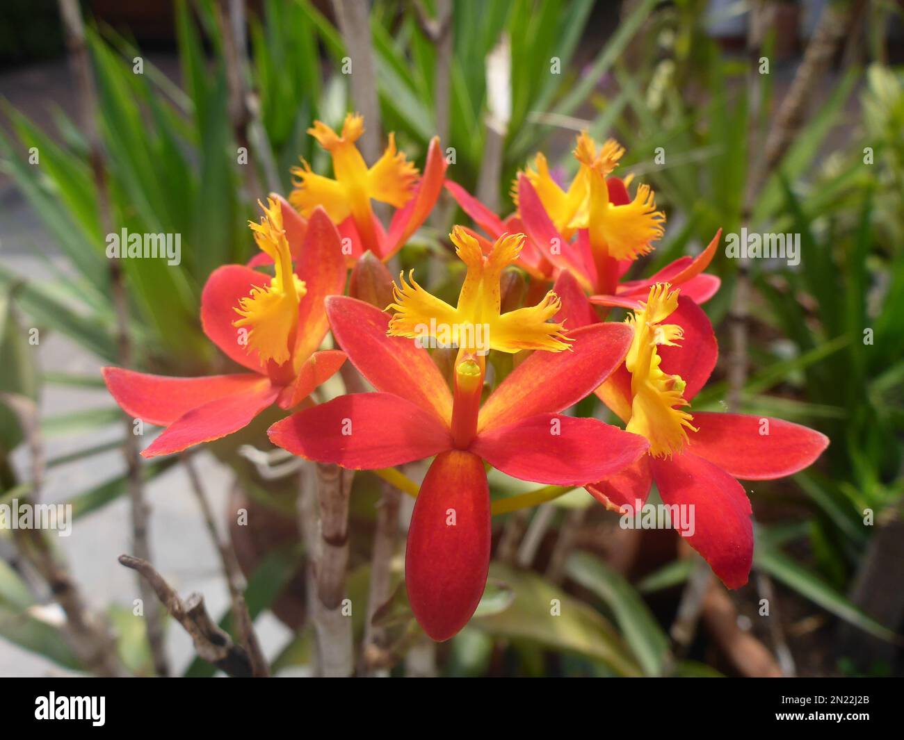 Un primer plano de orquídeas rojas Epidendrum ibaguense Fotografía de stock  - Alamy