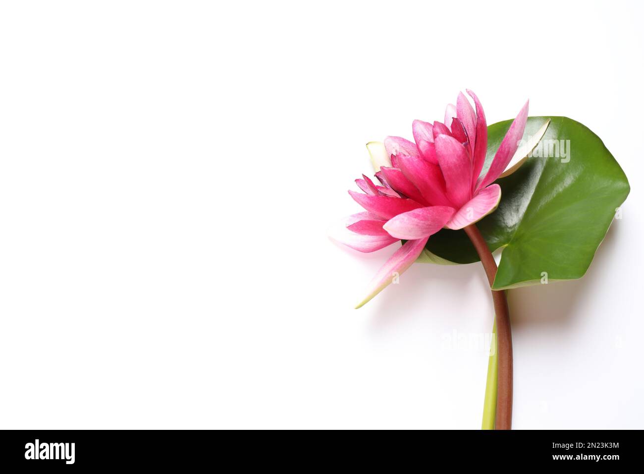 Hermosa flor de loto rosa en flor con hoja verde sobre fondo blanco, vista superior Fotografía de stock - Alamy Hermosa flor de loto rosa en flor con hoja verde sobre fondo blanco, vista superior Fotografía de stock - Alamy