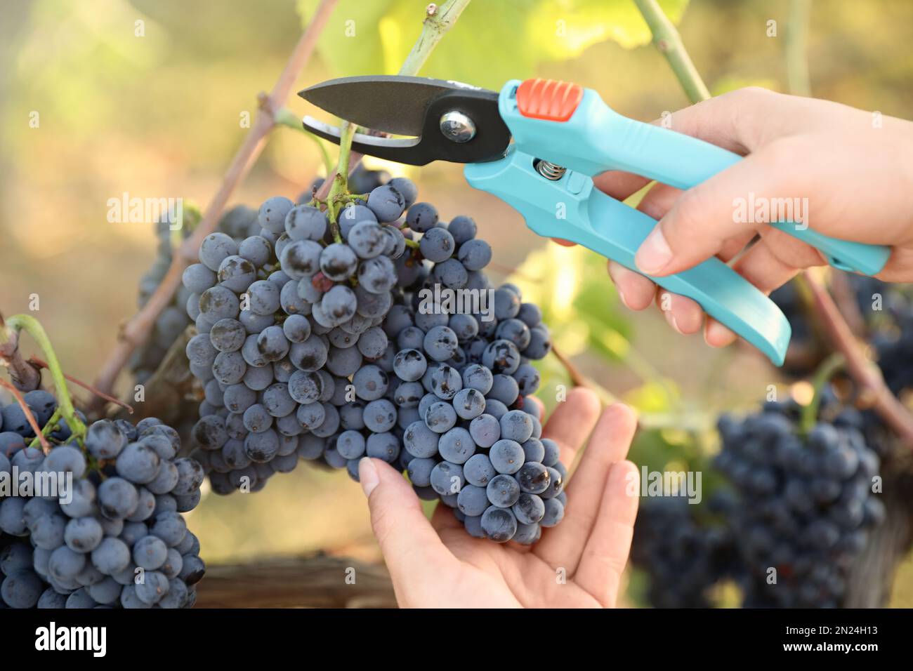 Mujer con tijeras recogiendo uvas maduras en viñedo, closeup Fotografía de  stock - Alamy
