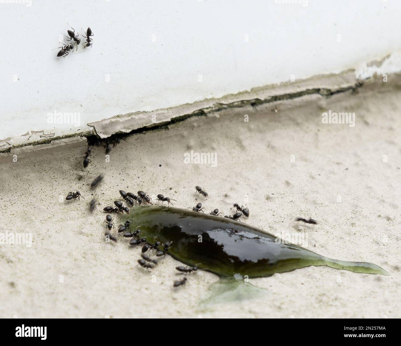 Las hormigas se reúnen alrededor del atrayente del veneno en la repisa del hogar Foto de stock