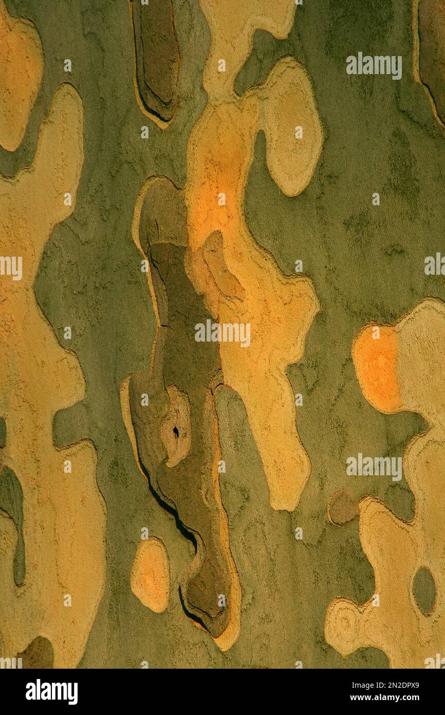 Corteza descamada de un planetario de londres (Platanus acerifolia), Hesse, Alemania Foto de stock