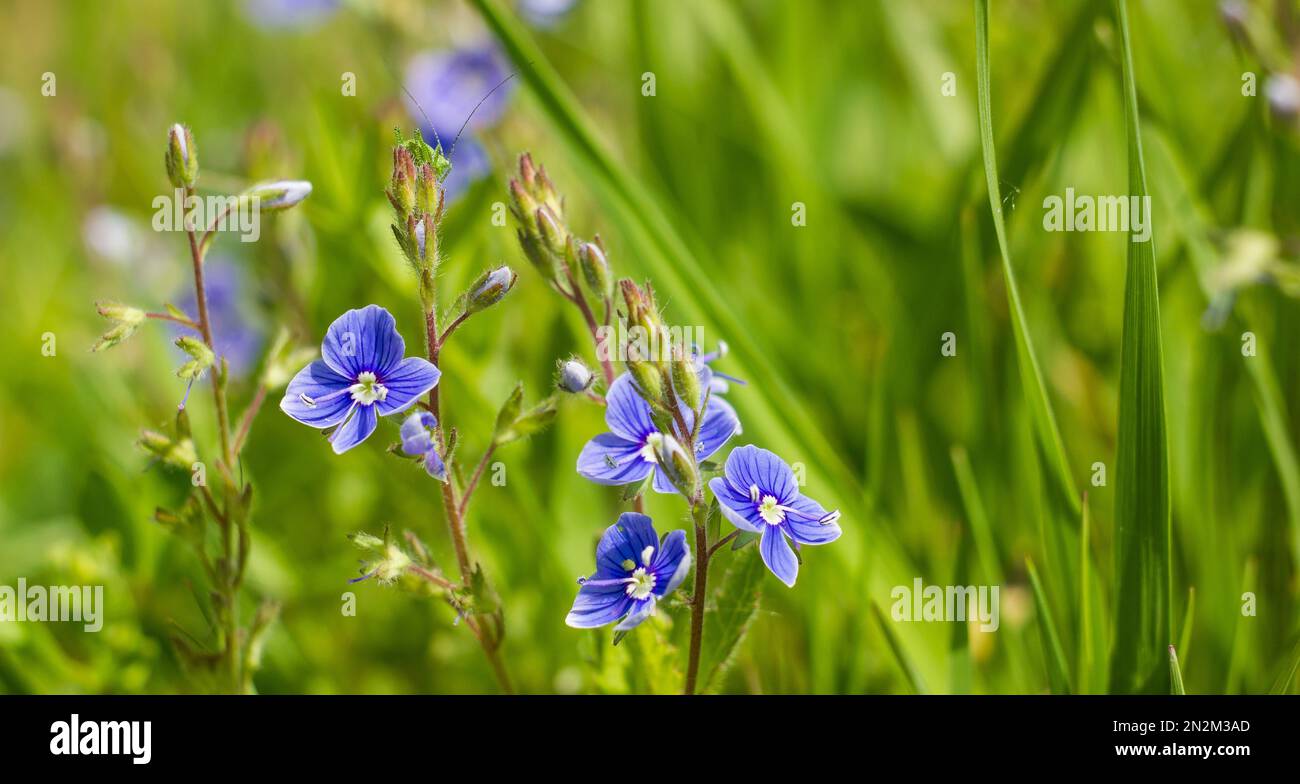 flores silvestres azules cerca en la hierba. día soleado Fotografía de  stock - Alamy