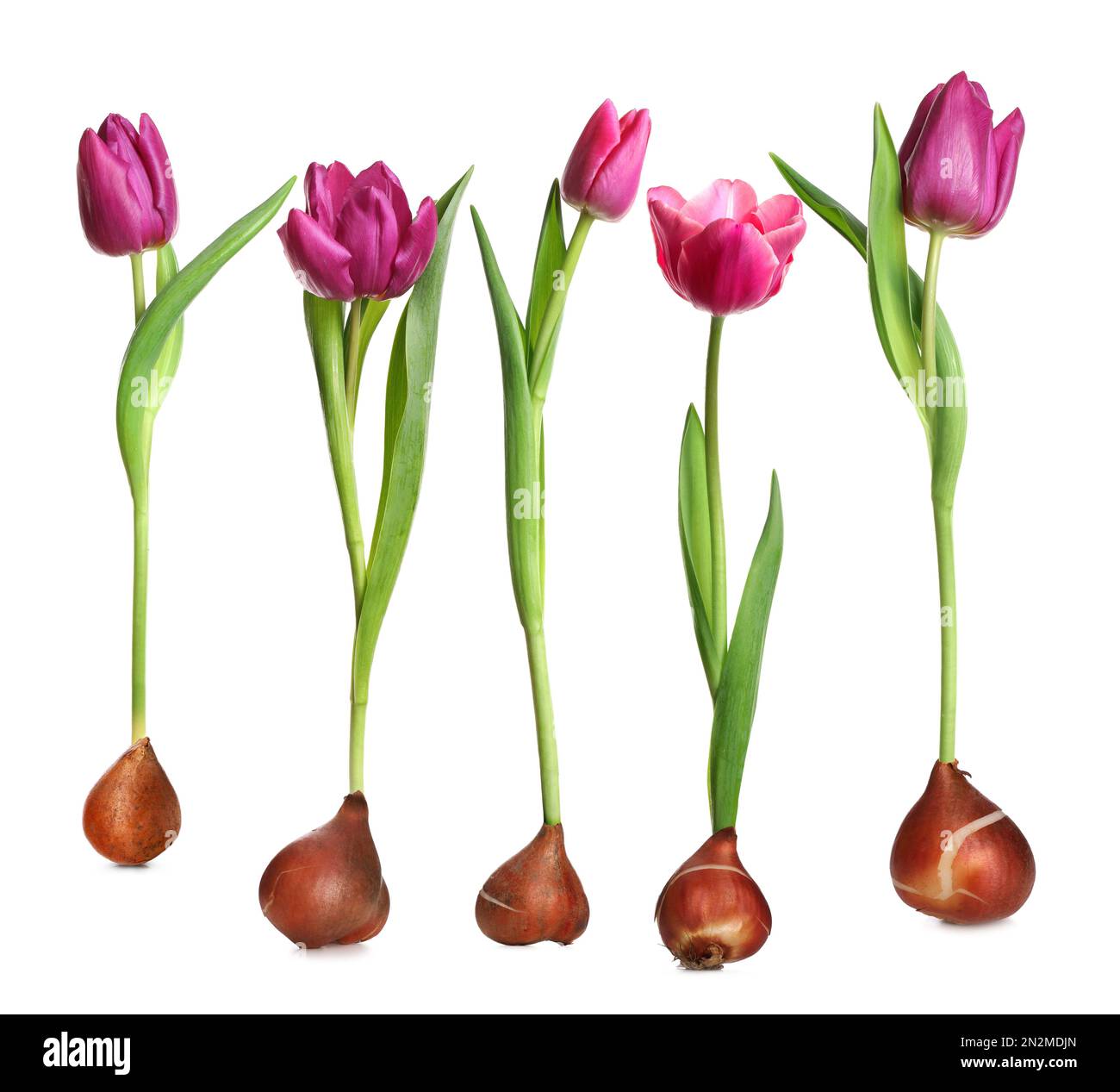 Conjunto de tulipanes con bulbos sobre fondo blanco Fotografía de stock -  Alamy